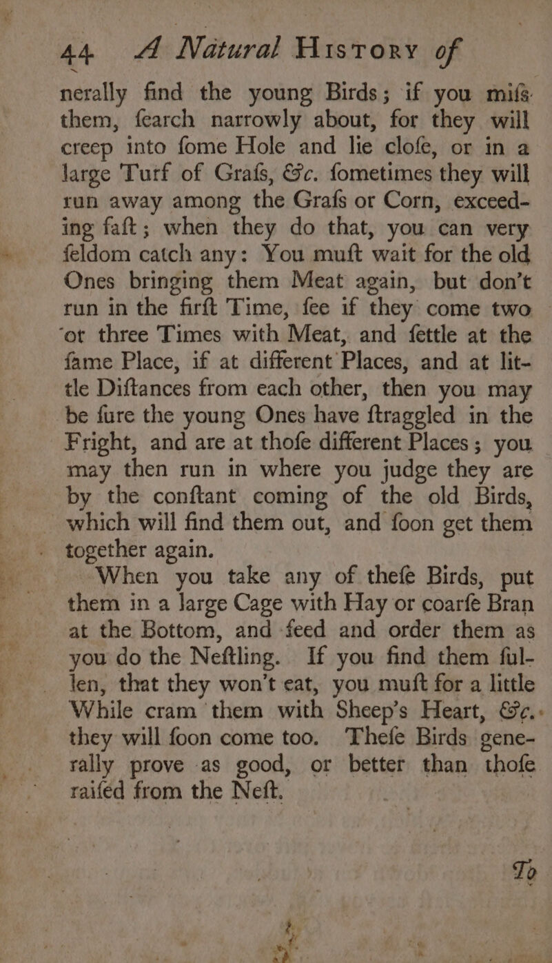 nerally find the young Birds; if you milfs them, fearch narrowly about, for they will creep into fome Hole and lie clofe, or in a large Turf of Grafs, &amp;c. fometimes they will run away among the Grafs or Corn, exceed- ing faft; when they do that, you can very feldom catch any: You muft wait for the old Ones bringing them Meat again, but don’t run in the firft Time, fee if they come two ‘ot three Times with Meat, and fettle at the fame Place, if at different Places, and at lit- tle Diftances from each other, then you may be fure the young Ones have ftraggled in the Fright, and are at thofe different Places; you may then run in where you judge they are by the conftant coming of the old Birds, _ which will find them out, and foon get them together again. When you take any of thefe Birds, put them in a Jarge Cage with Hay or coarfe Bran at the Bottom, and feed and order them as you do the Neftling. If you find them ful- _ len, that they won’t eat, you muft for a little While cram ‘them with Sheep’s Heart, &amp;.. they will foon come too. Thefe Birds gene- rally prove as good, or better than thofe raifed from the Neft.