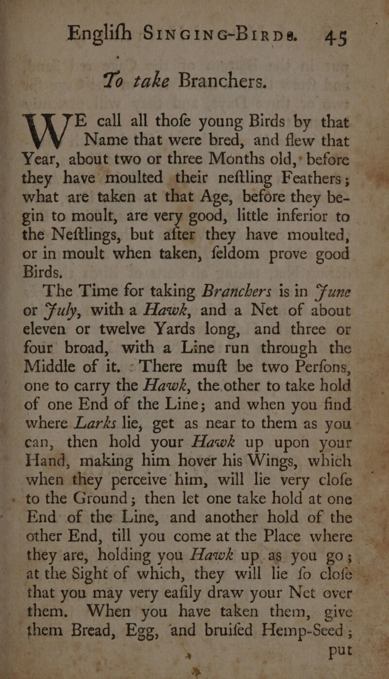 uactahe Beaucherc: E call all thofe young Birds by that Name that were bred, and flew that what are taken at that Age, before they be- or in moult when taken, feldom prove good Birds. The Time for taking Branchers is in “fune or Fuly, with a Hawk, and a Net of about eleven or twelve Yards long, and three or _ Middle of it. : There muft be two Perfons, Hand, making him hover his Wings, which ie ti. * to the Ground; then let one take hold at one other End, till you come at the Place where bens Bread, Egg, and Brute Hemp-Seed ;
