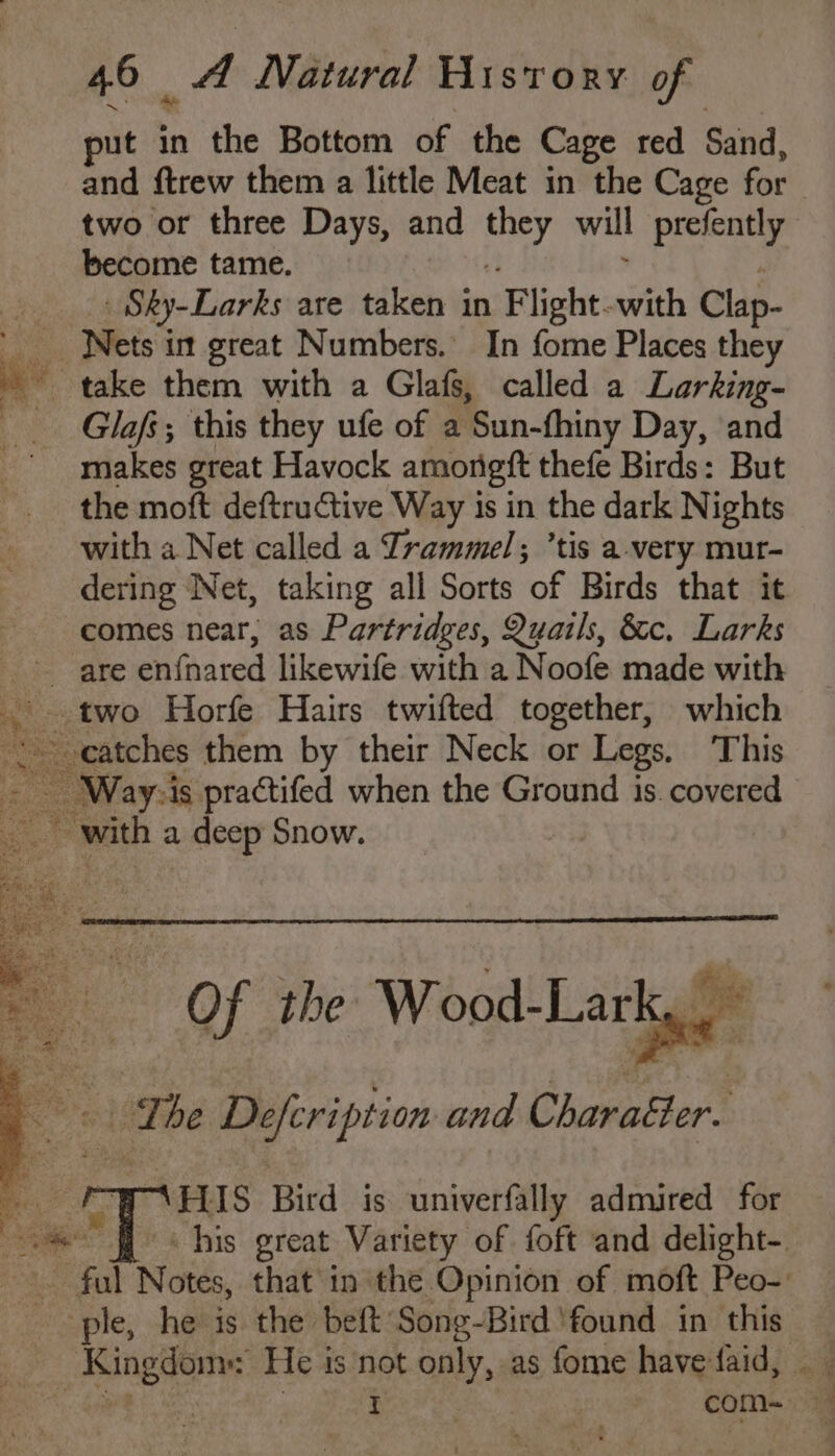 put in the Bottom of the Cage red Sand, and ftrew them a little Meat in the Cage for two or three Days, and Np will prefently become tame. | Sky-Larks are taken in Flight. with Clap- _ Nets in great Numbers. In fome Places they ae. take them with a Glafs, called a Larking- Glafs; this they ufe of a Sun-fhiny Day, ‘and makes great Havock amongft thefe Birds: But the moft deftructive Way is in the dark Nights with a Net called a Trammel; ’tis a-very mur- dering Net, taking all Sorts of Birds that it comes near, as Partridges, Quails, &c. Larks are enfnared likewife with a Noofe made with two Horfe Hairs twifted together, which oe catches them by their Neck or Legs. This — Way:is practifed when the Ground is. covered with a deep Snow. of the Wood-Lark Mi Om he Defcription and Charaéter. \HIS Bird is univerfally admired for his great Variety of foft and delight- ial Nik, that in the Opinion of moft Peo-: ple, he is the beft Song-Bird ‘found in this cae ices He is not only, as fome have faid, | eg ae — com=