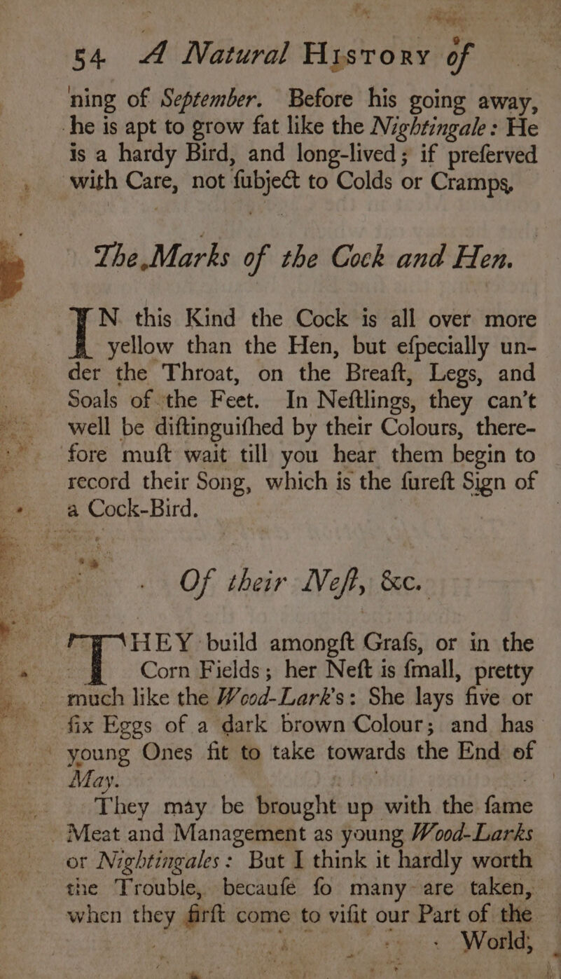 * ies 54. A Natural History of ning of September. Before his going away, he is apt to grow fat like the Nightingale: He is a hardy Bird, and long-lived; if preferved with ie not fabjet to Colds or Cramps, The,Marks of the Cock and Hen. N. this Kind the Cock is all over more yellow than the Hen, but efpecially un- der the Throat, on the Breaft, Legs, and Soals of the Feet. In Neftlings, they can’t well be diftinguifhed by their Colours, there- fore muft wait till you hear them begin to record their Song, which is the fureft Sign of a aera id. | au i as Of their Neft, &c. HEY build amongft Grafs, or in the Corn Fields; her Neft is fmall, pretty sich like the Weod-Lark’s: She lays five or fix Eggs of a dark brown Colour; and has _ young Ones fit to take towards the End of May. | They may be brought up with the fais Meat and Management as young Wood-Larks ot Nightingales: But I think it hardly worth the Trouble, becaufe fo many-are taken, when He Brit come to vifit our Part of the . eee: she ay ~~ / ree ere