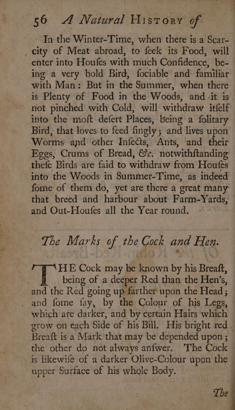 ! In the Winter-Time, when there is a Scar- city of Meat abroad, to feek its Food, will enter into Houfes with much Confidence, be- ing a very bold Bird, fociable and familiar with Man: But in the: Summer, when there is Plenty of Food in the Woods, and -it is Bird, that loves to feed fingly ; and lives upon Eges, Crums of Bread, &c. notwithftanding thefe Birds are faid to withdraw from Houfes into the Woods in Summer-Time, as indeed fome of them do, yet are there a great many that breed and harbour about Farm-Yards, — and Out-Houfes all the Year round. The Marks of the Cock and Eien. HE Cock may be lesen i his Breaft, being of a deeper Red than the Hen’s, which are darker, and by certain Hairs which Breaft j is a Mark that may be depended upon ; the other do not always anfwer, ‘The Cock is likewife of a darker Olive-Colour upon the — upper Surface of his whole Body, ” | The