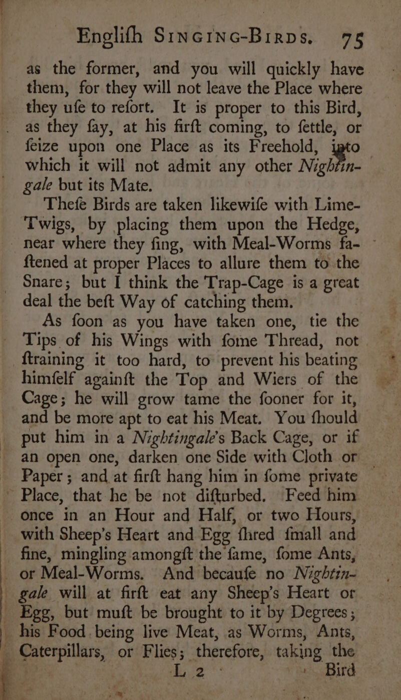 as the former, and you will quickly have them, for they will not leave the Place where they ufe to refort. It is proper to this Bird, as they fay, at his firft coming, to fettle, or feize upon one Place as its Freehold, , which it will not admit any other Nightin- gale but its Mate. Thefe Birds are taken likewife with Lime- Twigs, by placing them upon the Hedge, _ near where they fing, with Meal-Worms fa- ~ ftened at proper Places to allure them to the Snare; but I think the Trap-Cage is a great deal the beft Way of catching them. As foon as you have taken one, tie the Tips of his Wings with fome Thread, not ftraining it too hard, to prevent his beating himfelf againft the Top and Wiers of the Cage; he will grow tame the fooner for it, and be more apt to eat his Meat. You fhould put him in a Nightingale’s Back Cage, or if ~ an open one, darken one Side with Cloth or _ _ Paper; and at firft hang him in fome private ~ Place, that he be not difturbed, Feed him once in an Hour and Half, or two Hours, _ with Sheep’s Heart and Egg fhred {mall and _ fine, mingling amongft the fame, fome Ants, _ or Meal-Worms. And becaufe no Nightin- gale will at firft eat any Sheep’s Heart or _ Egg, but muft be brought to it by Degrees ; iF his Food. being live Meat, as Worms, Ants, _ Caterpillars, or Flies; therefore, taking the 5 | ie ' Bird 7+