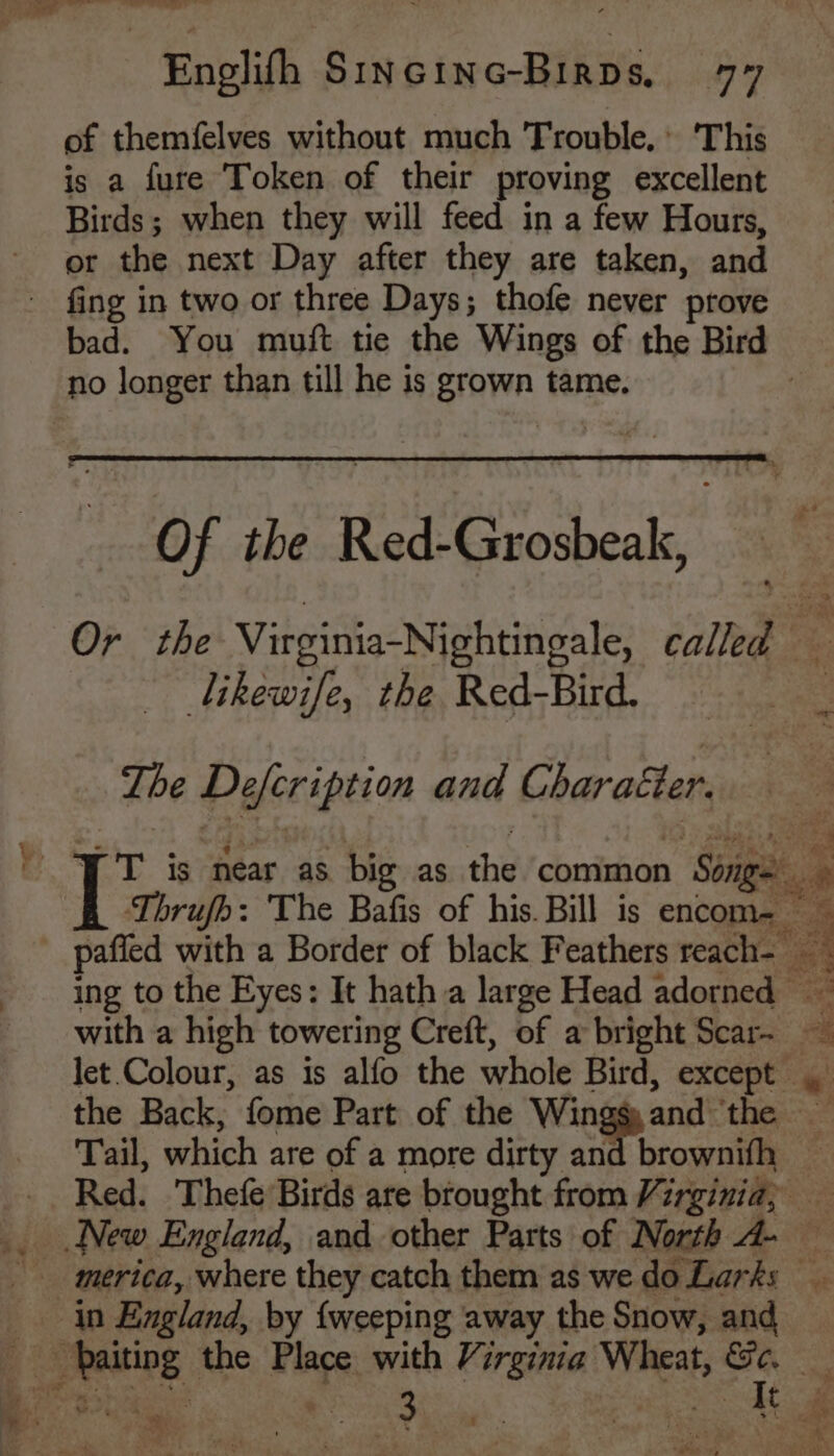 of themfelves without much Trouble. This is a fure Token of their proving excellent Birds; when they will feed in a few Hours, or the next Day after they are taken, and no longer than till he is grown tame. Of the Red-Grosbeak, likewife, the Red-Bird. Lhe Defcription and Charatter. Thrufh: The Bafis of his. Bill is encom- ing to the Eyes: It hath a large Head adorned — Tail, witch are of a more dirty and brownifh i “ \ Se es eno