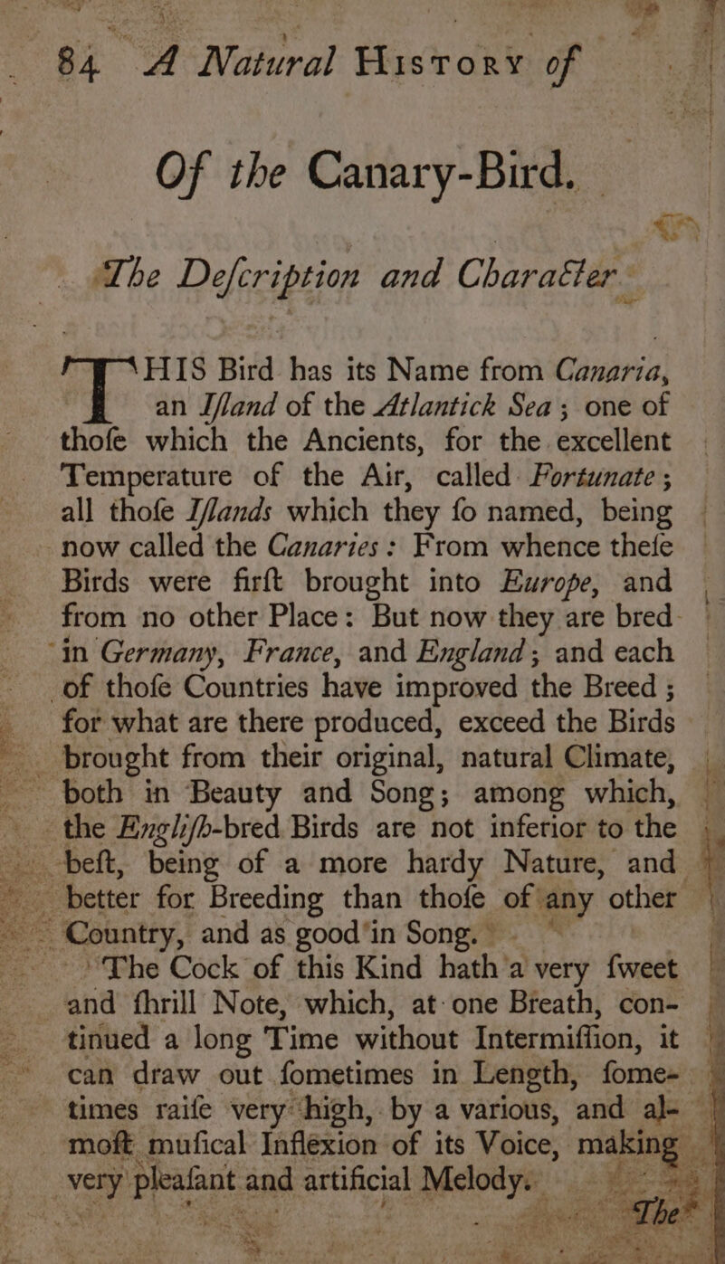 84 4 Natural History of Of the Canary-Bird. — | , | ta ‘The Defcription and Charatter ‘HIS Bird has its Name from Canarza, an Ifland of the Atlantick Sea ; one of thofe which the Ancients, for the excellent Temperature of the Air, called Fortunate ; all thofe Z/lands which they fo named, being Birds were firft brought into Europe, and from no other Place: But now they are bred- for what are there produced, exceed the Birds “The Cock of this Kind hath’a very {weet and fhrill Note, which, at-one Breath, con- tinued a long Time without Intermiftion, it J can draw out fometimes in Length, fome= times raife very high, by a various, ‘and al- + } oS x