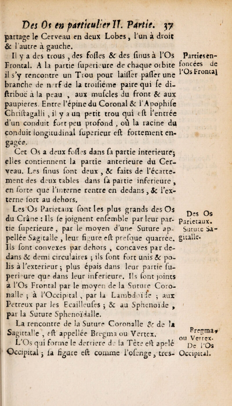 Des Ot en partituHerlJ. P4rth. 37 partage le Cerveau en deux Lobes, Tun à droic & l’autre à gauche. Il y a des iious , des fofles Sc des finus à TOs Frontal. A la partie fuperi.’ure de chaque oibite il s’y rencontre un Trou pour lailler palTer une branche de n/rf de la troiliéme paire qui fe di- ftribue à la peau , aux mufclcs du front Sc aux paupières. Entre l’épine du Coronal& i’Apophile ChtiftagalH , h y a uu petit trou qui tft l’entrée d’un conduit fort peu profond , où la racine du conduit longitudinal gagée. Cet Os a deux foùes dans fa partie intérieure; elles contiennent la partie anterieure du Cer¬ veau. Les finus font deux , Sc faits de l'écarte¬ ment des ds“ux tables dans fa partie inferieure , en forte que l’interne rentre en dedans, Sc l’ex¬ terne fore au dehors. Les Os Pariétaux font les plus grands des Os du Crâne : Ils le joignent enfemble par leur par- tie fuperieure , par le moyen d’une Suture ap- pellée Sagicalle , leur figure efl: prefque quarrée. Ils font convexes par dehors , concaves par de¬ dans Sc demi circulaires ; ils font fort ums5«: po¬ lis à r extérieur; plus épais dans leur partie fu- peri“ure que dans leur inferieure. Ils font joints à l’Os Frontal par le moyen de la Sntnre Coro- nalle j à l’Occipital , par U Lambdoïie ; aux Pecreux par les Ecailleufes ; Sc au Sphénoïde , par la Suture Sphenoïiallc. La rencontre de la Suture Coronalle de la Sagittallc , rfi'appellée Bregma ou Vertex. L’Os qui forme le derrière d.: la Tête cfi a pelé Occipital; ia figure eft comme i’ofenge^'tres- fuperieur eft fortement cn- Parties en¬ foncées de l’Os Fronçai Des Os Pariétaux. Sur U t e Sa- gualle. I Pregma^ ou Verrex. De l’Os Occipicai.