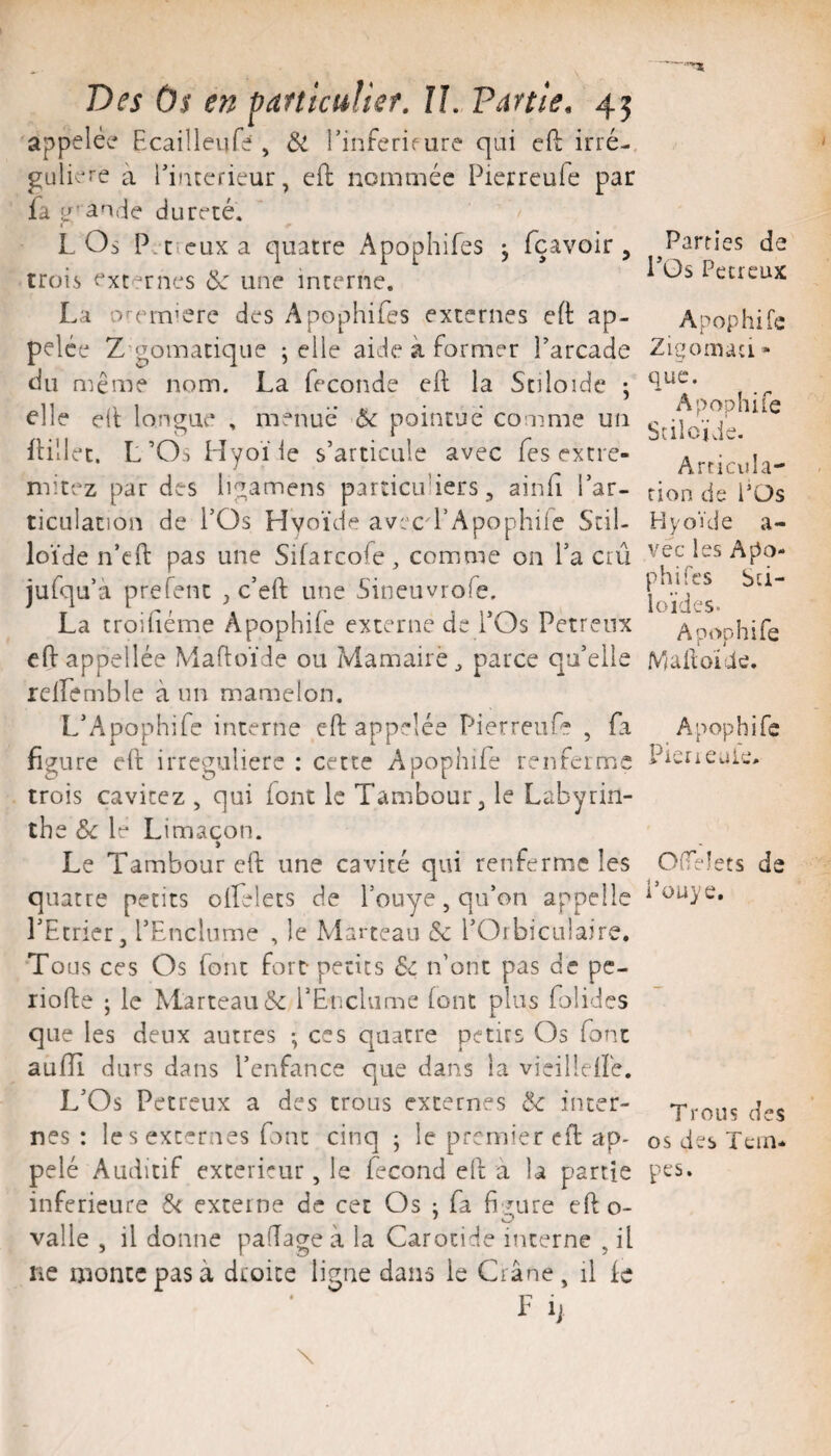 Des Os en tiarticuHef. U. Partie, 45 appelée' Bcailleufe , Si l’inrerifure qui efl irré-, guliere à Bincefieur, eft nommée Pierreule par fa !/'ande dureté. ( LOs P t.eux a quatre Apophifes ^ fçavoir , trois externes &: une interne. La o'-em’ere des Apophifes externes eft ap¬ pelée Z’gomatique ; elle aide à former Parcade du même nom. La fécondé eft la Stüoide ; elle eit longue , menue &c pointue comme un fHllec. L’Os Hyoï le s’articule avec fes extre- mitez par des ligamens parncif iers, ainfi l’ar- ticulation de l’Os Hyoïde avec'PApophile Stil- loïde n’eft pas une Sifarcofe, comme on l’a crû jufqu a prefent , c’eft une Sineuvrofe, La troifiéme Apophiie externe de l’Os Petreux cftappellée Mafloïde ou iVIamairè^ parce qu’elle rdfemble à un mamelon. L’Apophife interne eft appelée Pierreufe , fa figure eft irreguliere : cette Apophiie renfeime trois cavitez , qui font le Tambour ^ le Labyrin¬ the &c le Limaçon. Le Tambour eft une cavité qui renferme les quatre petits olfelets de l’ouye, qu’on appelle l’Etrier, l’Enclume , le Marteau & l’Oibiciilaire. Tous ces Os font fort- petits Sc n’ont pas de pc- riofte ; le Marteau &: l’Enclume (ont plus folides que les deux autres -, ces quatre petits Os font aufîi durs dans l’enfance que dans la vieilldPe. L’Os Petreux a des trous externes ëc inter¬ nes : le s externes Ont cinq • le premier eft ap¬ pelé Auditif extérieur, le fécond eft a U partie inferieure 6< externe de cet Os : fa fi mre efto- 'O valle , il donne pafîage à la Carotide interne , il ne monte pas à droite ligue dans le Crâne, il le F 1; \ Parties de l’Os Petreux Apophife Zigornati » que. Apophife Stilcjde. Articula¬ tion de l’Üs Hyoïde a- vec les Apo- phift’s bei- loides. Apophife Mafto'ide. Apophife Picrieule, OiTelets de Püuye, Trous des os des Tcin* pes.