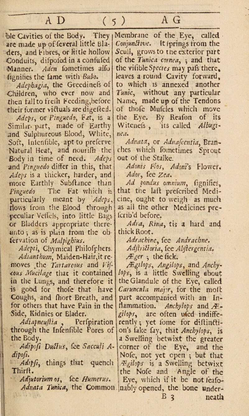 %>Ie Cavities of the Body. They are made up of federal little Bla- ders, and Fibres, or little hollow Conduits, difpoied in a confuted Manner. Aden fometimes alfo dignities the fame with Bubo* Adephagia, the Greedinefs of Children, who ever now and then falltofrefh Feeding,before their former victuals are digedeij. Adeps, or Pinguedo, Fat, is a Similar* part, made of Earthy .and Sulphureous Blood, White, Soft, Inlenfible, apt to preferve Natural Heat, and nourifh the Body in time of need. Adeps and Pinguedo differ in this, that Adeps is a thicker, harder, and more Earthly Subfiance than Pinguedo The Fat which is particularly meant by Adeps, riows from the Blood through peculiar Velfels, into little Bags or Bladders appropriate there¬ unto •, as is plain from the ob iervation of Malpighius. Adept), Chymical Philofphers. Adianthum, Maiden-Hair,it re¬ moves vthe Tartareous and V'tf- €0us Mucilage thac it contained in the Lungs, and therefore it is good for thofe that have | Coughs, and fhort Breath, and for others that have Pain in the Side, Kidnies or Blader. Adiapneuftia , Perfpiration through the Infenfible Pores of Ithc Body. Adipofi DuClus, fee Sacculi A- dipofu Adtpfi, things that quench Third. Adjutorium m, fee Humerus. Adnata Tunica, the Common Membrane of the Eye, called Conjunctive. It fprings from the .Scull, grows to the exterior part of the Tunica cornea, and that the vifibleS/’Cc/a may pafs there, kaves a round Cavity forward, to which is annexed another Tunic, without any particular Name, made up of the Tendons of thofe Mufcles which move the Eye. By Reafon of its Witenefs , its called Albugi¬ nea. Adnata, or Adnafcentia, Bran- chcs which fometimes Sprout out of the Stalke. Adonis Flos, Adoni’s Flower. Ador, fee Zea. Ad pondus omnium, dgnifies, that the lafl prefcribed Medi¬ cine, ought to weigh as much as ail the other Medicines pre- lcrib’d before. A dr a, Rina, tis a hard and thick Root. Adrachin.e, fee Andracbne. Adjhitforia, fee Abftergemia. Mger the Pick. M&lops, Angi lops, and Anchy- hps, is a little Swelling about the Glandule of the Eye, called Carurtcnla major, for the moll part accompanied with an In¬ flammation. Anchylops and /£- gilops, are often ufed indiffe¬ rently ; yet forne for diffi nati¬ on's fake fay, that Anchylops, is a Swelling betwixt the greater corner of the Eye, and the Nofe, not yet open } but that M.gilops is a Swelling betwixt the Nofe and Angle of the Eye, which if it be not feafo- nably opened, the bone under- B 3 neatla