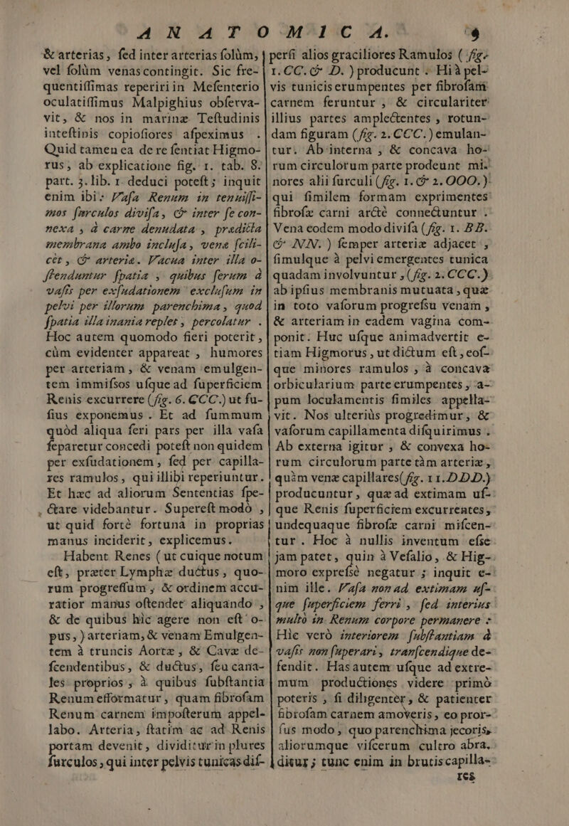 arterias, fed inter arterias folüm, vel folàm venascontingit. Sic fre- quentiffimas repeririin Mefenterio oculatiffimus Malpighius obíerva- vit, &amp; nos in marinz. Teftudinis inteftinis copiofiores afpeximus . Quid tamen ea de re fentiat Higmo- part. 5. lib. 1. deduci poteft; inquit enim ibis fa Remum im temuii- zs [mrculos divifa, c inter fe con- nexa , à carne denudata ,. praditta membrana ambo incluja , vena fcili- cet , (P arteria. l'acua inter. illa o- Jfendumnur. fpatia ,. quibus ferum 4 vafis per ex[udationem ' excla[um in pelvi per illorum. parenuchima , quod fpatia illa inania replet , percolatur . Hoc autem quomodo fieri poterit , cüm evidenter appareat ; humores per arteriam , &amp; venam emulgen- tem immifsos ufque ad fuperficiem Renis excurrere ( f/g. 6. CCC.) ut fu- fius exponemus . Ec ad fummum quód aliqua feri pars per. illa vafa feparetur concedi poteft non quidem per exfudationem , fed per capilla- res ramulos , qui illibi reperiuntur. Et hzc ad aliorum Sententias fpe- , &amp;are videbantur. Supereft modó , ut quid forté fortuna in proprias manus inciderit , explicemus. Habent Renes ( ut cuique notum cft, prater Lymphz ductus, quo- rum progreffum , &amp; otdinem accu- ratior manus oftendet aliquando , &amp; de quibus hic agere non eft o- pus,)arteriam, &amp; venam Emulgen- tem à truncis Aortz , &amp; Cavz de- fcendentibus, &amp; ductus, feu cana- les. proprios ; à quibus fubftantia Renum effórmatur , quam fibrofam Renum carnem impofterum appel- labo. Arteria, ftatim ac ad Renis portam devenit , dividitur in plures furculos ; qui inter pelvis tunicas dif- perfi alios graciliores Ramulos ( fg. 1. CC. (£ DD. ) producunt .. Hià pel- vis tuniciserumpentes pet fibrofam: carnem feruntur , &amp; circulariter illius partes ample&amp;entes , rotun- dam figuram (frg. 2. CCC.) emulan- tur. Ab interna ; &amp; concava. ho- rum circulorum parte prodeunt mi. nores alii furculi (£g. 1. 2* 2. OOO.): qui fimilem formam exprimentes: fibrofz carni ar&amp;é conne&amp;untur . Vena eodem modo divifa (gg. 1. B Z. C&amp; ANN. ) femper arteriz adjacet , fimulque à pelvi emergentes tunica quadam involvuntur ; ( f/g. 2. CCC.) abipfius membranis mutuata , quz in toto vaíorum progrefsu venam , &amp; arteriam in eadem vagina com- ponit: Huc ufque animadvertit e- tiam Higmorus , ut dictum eft , eof-- que minores ramulos ; à concava orbicularium parte erumpentes , a- pum loculamentis fimiles appella- vaforum capillamenta difquirimus . Ab externa igitur ; &amp; convexa ho- rum circulorum parte tàm arteriz , quàm venz capillares( fzz. 1 1.D.DD.) producuntur, quaad extimam uf-: que Renis fuperficiem excurrentes; undequaque fibrofe carni miícen- tur. Hoc à nullis inventum efie moro exprefsé negatur ; inquit e- que fuperficiem ferri ,' fed. interius multo in. Remum corpore permanere - Hie veró zmteriorem [ulflautiam. à vafis non [aperari, tran[cendiqne de- fendit. Hasautemr ufque ad extre- mum productiones . videre ;primó poteris , fi diligenter, &amp; patienter brofam carnem amoVeris , eo pror- fus modo , quo parencltrima jecoris, aliorumque vifcerum cultro abra. Ies