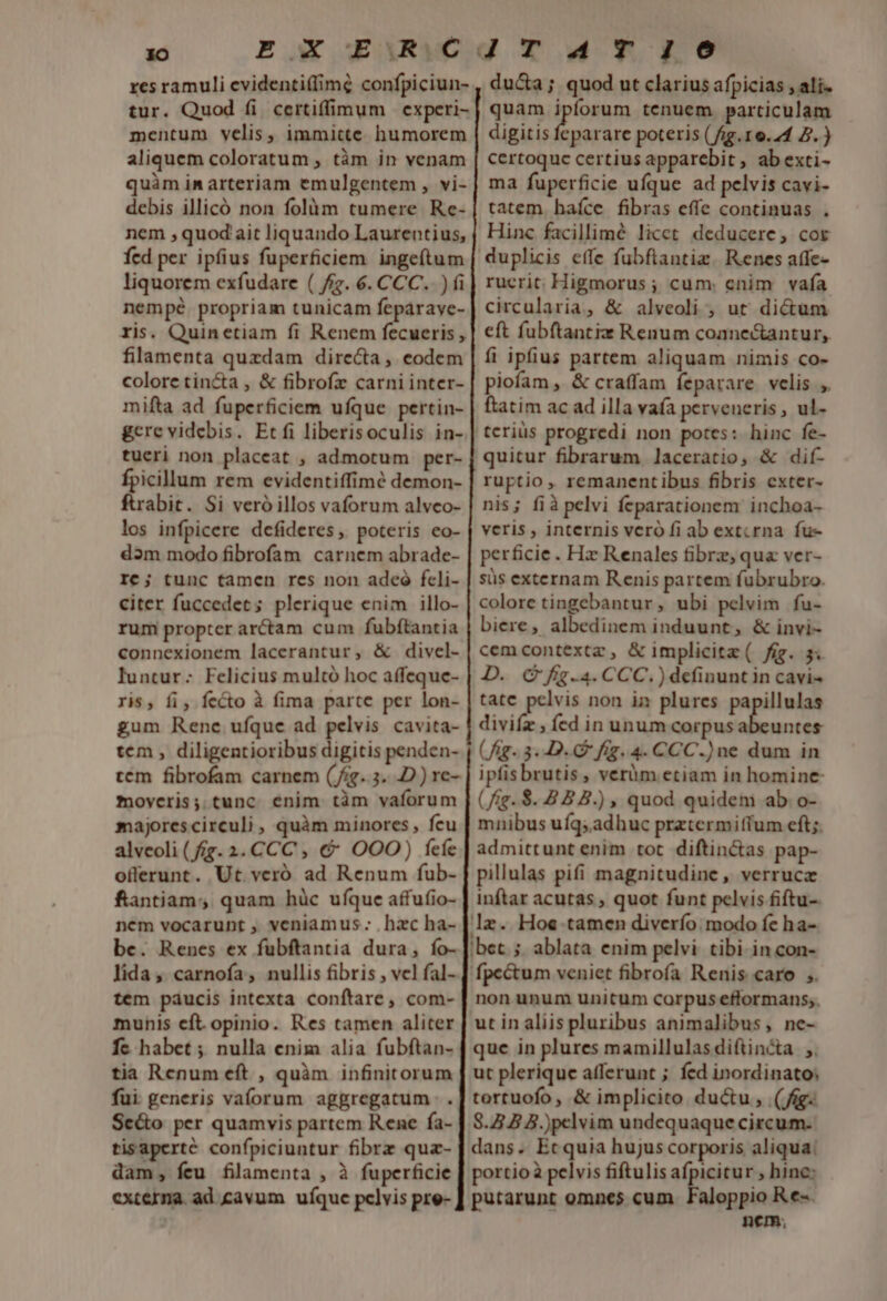 res ramuli evidenti(fimg confpiciun- tur. Quod (i certiffimum experi- mentum velis, immitte humorem aliquem coloratum , tàm in venam quàm in arteriam emulgentem , vi- debis illicó non folàm tumere Re- nem , quod ait liquando Laurentius, fcd per ipfius fuperficiem ingeftum liquorem exfudare ( fg. 6. CCC. .) i nempé propriam tunicam feparave- ris. Quinetiam fi Renem fecueris , filamenta quzdam directa, eodem colore tin&amp;a , &amp; fibrofx carni inter- mifta ad. fuperficiem ufque pertin- gcre videbis. Etfi liberisoculis in- tueri non placeat , admotum per- fpicillum rem evidentiffimé demon- ftrabit. Si veró illos vaforum alvco- los infpicere defideres, poteris eo- d3m modo fibrofam carnem abrade- IC; tunc tamen rcs non adeo fceli- citer fuccedet; plerique enim illo- rum propter arctam cum fubftantia connexionem lacerantur, &amp; divel- luntur- Felicius multó hoc affeque- ris, íi, fecto à fima parte per lon- £um Rene ufque ad pelvis cavita- tem , diligentioribus digitis penden- tem fibrofam carnem (fig. 3. D) re- moveris; tunc enim tàm vaforum majorescirculi , quàm minores, feu alveoli (fig. 2. CCC , € OOO) feíe oflerunt. Ut veró ad Renum fub- fantiam; quam hüc ufque affufio- nem vocarunt , veniamus . hac ha- be. Renes ex fubftantia dura, fo- lida, carnofa, nullis fibris , vcl fal- tem paucis intexta conftare, com- munis eft opinio. Res tamen aliter fe habet ; nulla enim alia fubftan- tia Renum eft , quàm infinitorum fui generis vaíorum aggregatum . Se&amp;o per quamvis partem Rene fa- tisaperté confpiciuntur fibrz qua- dam, feu filamenta , à fuperficie externa. ad cavum uíque pclvis pre- du&amp;a ; quod ut clarius afpicias , ali- quam tplossm tenuem particulam digitis feparare poteris (fig.16.44 Z.) certoquc certius apparebit , ab exti- ma fuperficie ufque ad pelvis cavi- tatem. haíce fibras effe continuas . Hinc facillimé licet deducere, cor duplicis effe fubftantiz. Renes affe- rucrit Higmorus ; cum. enim vafa circularia, &amp; alveoli ; ut dictum eft fubftantiz Renum coanectantur, fi ipfius partem aliquam nimis co- piofam, &amp; craffam feparare velis ,. ftatim ac ad illa vafa perveneris , ul- teriüs progredi non potes: hinc fe- quitur fibrarum laceratio, &amp; dif- ruptio , remanentibus fibris exter- nis; fià pelvi feparationem inchoa- veris , internis vero fi ab extcrna. fu- perficie. Hz Renales fibre, qu ver- süs externam Renis partem fubrubro. colore tingebantur , ubi pelvim fu- biere, albedinem induunt, &amp; invi- cemcontextz , &amp;implicitz( fig. 3. D. G fig-4. CCC.) definunt in cavi tate pelvis non in plures papillulas diviíz , ícd in unum corpus A Maa (fig. 3. D. fig. 4. CCC.) ne dum in ipfisbrutis, verüm etiam in homine (fig..$..8 8 B.) , quod quidem ab o- mnibus ufq;adhuc prztermiffum eft; admittunt enim tot diftin&amp;as pap- pillulas pifi magnitudine, verrucz inftar acutas , quot funt pelvis fiftu-. lz. Hoe-tamen diverío modo fe ha- ibec. 5. ablata enim pelvi. tibi in con- fpectum veniet fibrofa Renis caro ,. non unum unitum corpus eflormans;. ut in aliis pluribus animalibus, ne- que in plures mamillulas diftincta ;. ut plerique afferunt ; fed inordinato: tortuofo, &amp; implicito ductu , (fig. 8.4.8 B.)pelvim undequaque circum. dans. Etquia hujus corporis aliqua: portioà pelvis fiftulis afpicitur ; hine: putarunt omnes cum. Faloppio R e-. nem,