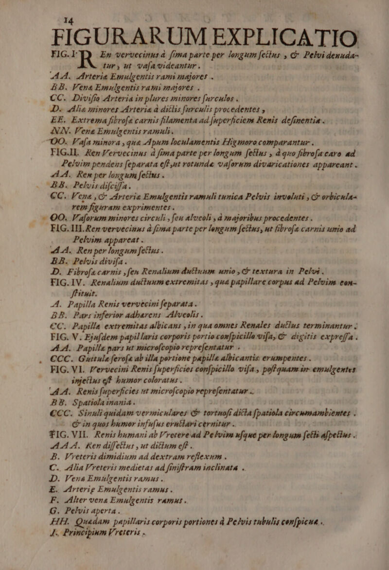 FIG. R En vervecinus à fima parte per longum [etius , &amp; Pelvi denuda- 4r, ut vafavideantur . 44.4. Mrteria Emulgentis rami majores . 4B. Vena Emulgentis rami majores . CC. Divifío Arteria im plures minores [nrculos . D. dh lin primores Arteria d diclis [urculis procedentes y EE. Extrema fibrofa carnis filamenta ad [nperficiems Renis definentia . AN. Vena Emulgentis ramuh. | OO. V'a[a minora , qua pum loculamentis Higmoro comparantur . FIG.ll. Ken Vervecinas à fmma parte per longum fetlus , d quo fibrofa caro ad Pelvim pendens feparata eff ut rotunda va[orum divaricationes appareant . 44.4. Rem per longum fethus . BB. Pelvis difciffa. €C. Vena , C arteria Emulgentis ramnli tunica Peluis imuoluti , C orbicula- rem figuram exprimentes . - 00. Vaforum minores circuli , feu alvcoli , d »majoribus procedentes . FIG. IH. Rez vervecinus à fena parte per lengum fetus, ut libros carnis umo ad Pelvim appareat . «4A. Ren per longum fettus . BB. Pelvis divifa. D. Fibrofa carnis ,fen Renalium dutluum unio , C textura in Pehw. FIG. 1V. Remalium dutluum extremitas , qua papillare corpus ad Pelvim ton- Jffituit. -4. Papilla Renis vervecini feparata . BB. Pars inferior adbarens Alveolis. €C. Papilla extremitas albicans ,in qua omnes Renales duHlus terminantur . FIG. V. Ejufdem papil laris corporis portio compicilla vifa, C digitis expreffa . AA. Papille pars ut microfcopio reprefemtatur . €CC. Guttule ferofa ab illa portione papilla albicamtis: erumpentes . FIG. Vl. P'ervecini Renis fuperficies confpicillo vifa, poff quam sr emulgentes snjetins eff. humor coloratus . A44. Renis [uperficies ut microfcopio reprefentatur .. ABB. Spatiola mania. €CC. Sinuliquidam vermiculares (* tortnofi dicla [patiola civcumambientes . - € inquos bumor infufus erntlari cernitur .. | FIG. VIL. Rezis bumazi ab Vreteread Pebvim ufque per longum fetls afpetius . 444 A. Ren diffetlus , ut ditlum eff . B. Vveteris dimidium ad dextram reflexum . C.. Alia reteris medietas ad finiffram inclinata . JD. Vena Emulgentis ramus. E£. rterig Emulgentis ramus . F. Alter vena Emulgentis ramus. G. Pelvis aperta . HH. Quadam papillaris corporis portiones d Pelvis tubulis con[picue .. J.. Principium Vreteris .