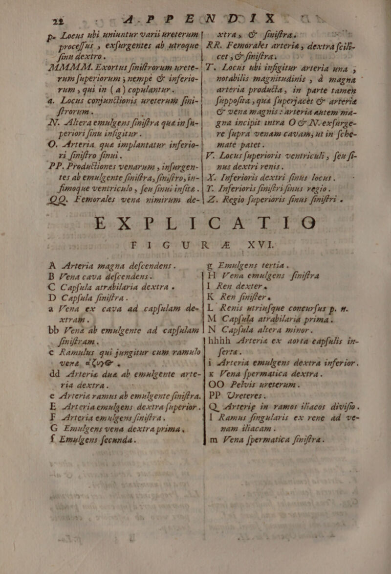 fun dextro. AMMM M. Exortis ff nillrorum aurete- | rum fuperiorum y yzempe C inferia- rum y qui in (a) copulantur. 4. Locus conjunilionis ureterum fini- ff rorum . IN. -Altera emnlgen: [5 niflra que in f - periori finn infigitar . O. ^frteria. qua implantatuy inferio- zi finiffro finui . PP. Produtliones venarum , in[urgen- tes ab emulgente fenillra, ff miro, in- fimodue ventriculo , feu finui infita . .QQ. Femorales vena wimirum de- E-X-P-EI F1 À Arteria magna de[cendens . B Vena cava de[cendens. C Capfula atrabilaria dextra . D Capfula fmiftra . a lema ex cava ad cap[ulam de- xtram . bb Pene ab emulgente ad. cap[ulam . ftrnifiram. c Ramulus qui jungitur cum ramnulo vert, «CQvyG dd -4rteris dua ab emulgente arte- . fi4 dextra. e Zrreria ramus ab emulgente finiffra. F Arteria emulgens f/niffra . G Emnulgens vena dextra prima, f Emulgens fecnnda. ar. xtras € fmiffra.- ute RR. Femorales arteria , oW fein cet C fmiftras T. Locus ubi iufigitur arteria una , notabilis magnitudinis , d magna arteria produtia, in parte tamen fuppofita , qua fuperjacet e arteria C vena magnis : Arteria «utem ma- gna incipit intra O &amp; N.ex[urge- re fupra venam cavam; ut in fche- mate patet . V. Locus fuperioris ventriculi , fev ff- nus dextri renis . X. Inferioris dextri ffnts. locus. T. Znferioris fimiftri finus vegro . Z. Regio fuperioris finus finiffri . g Emulgens tertia. H ena emulgens frmiftra I Rez dexter. K Ren fiffer. L Renis utriufque coneurfus p. s. | M Capfula atrabilaria prima . N Capfula altera minor. hhhh z4rreris ex aorta eapfulis in- ferra. | zirteria emulgens dextra inferior . x Vena fpermatica dextra . OO JPelvis ureterum . PP Qvreteres. Q. zdrterig in ramos iliacos. divifio. | Ramus fingularis ex rene ad ve- nam iliacam . m Pena [permatica finiffra.