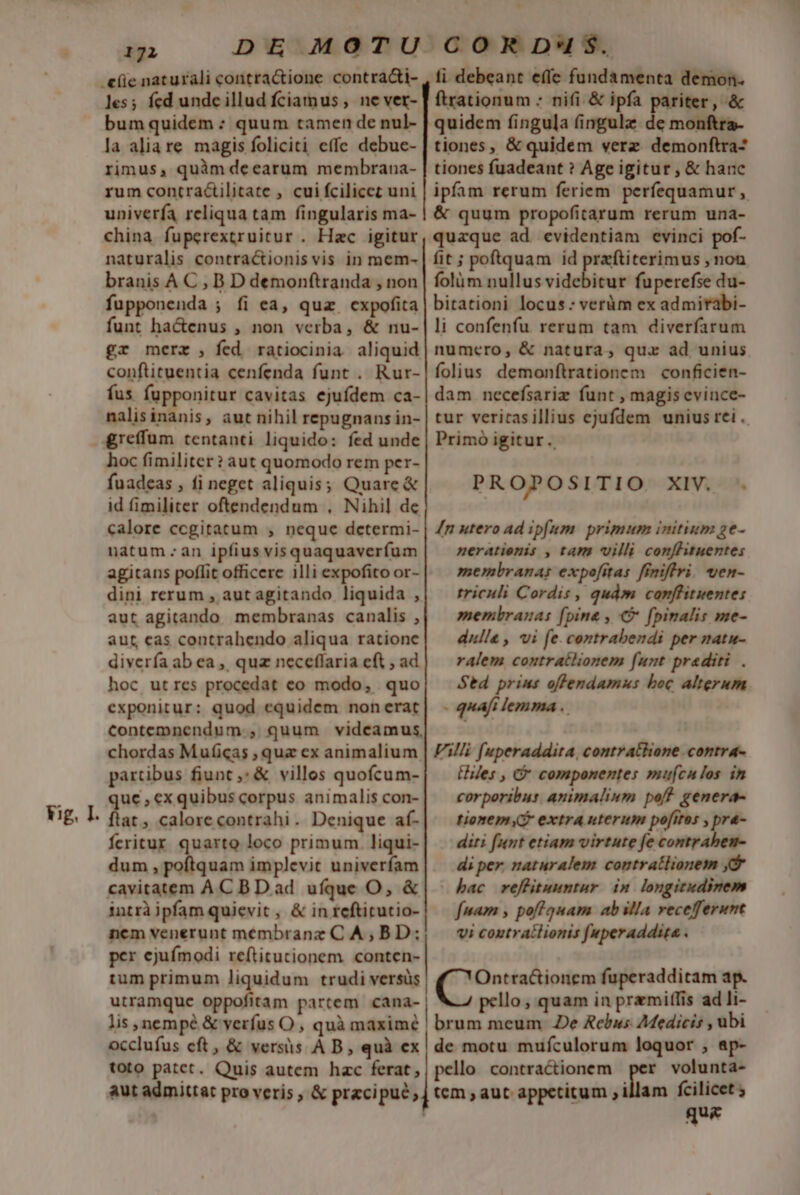 DE MOTU les; fcd undc illud fciamus , ne ver- bum quidem : quum tamen de nul- la aliare magis foliciti effe debue- rimus, quàm deearum membrana- rum contractilitate , cui fcilicet uni univerfa reliqua tam fingularis ma- china fuperextruitur . Hac igitur naturalis contractionis vis in mem- branis A C , B D demonftranda , non fupponenda ; fi ea, quz cxpofita funt ha&amp;enus , non verba, &amp; nu- £r merz , fed ratiocinia aliquid conftituentia cenfenda funt . Rur- fus fupponitur cavitas ejufdem ca- nalisinanis, aut nihil repugnans in- £reffum tentanti liquido: fed unde hoc fimiliter? aut quomodo rem per- fuadeas , fi neget aliquis; Quare &amp; id fimiliter oftendendum , Nihil de calore ccgitatum , neque determi- natum.-an ipfius visquaquaverfum agitans poflit officere illi expofito or- dini rerum , aut agitando liquida , aut agitando membranas canalis , aut cas contrahendo aliqua ratione divería ab ea ,, quz neceflaria eft , ad hoc utres procedat eo modo, quo exponitur: quod equidem non erat contemnendum , quum videamus, chordas Muficas ; quz ex animalium partibus fiunt ,: &amp; villos quofcum- que , exquibus corpus animalis con- ftat ; calore contrahi. Denique af- feritur quarto loco primum. liqui- dum , poftquam implevit univeríam cavitatem AC BD ad ufque O, &amp; intràjpfam quievit , &amp; in reftitutio- ncm venerunt mnembranz C A, BD; per ejufmodi reftitucionem. conten- tum primum liquidum trudi versüs utramque oppofitam partem cana- lis, nempé &amp; verfus O , quà maximé occlufus eft, &amp; versis A B, quà ex toto patet. Quis autem hac ferat, COR D'IS. fi debeant efle fundamenta demon. ftrationum : nifi &amp; ipfa pariter, &amp; quidem fingula (ingulz. de monftra- tiones, &amp; quidem verz demonftra- tiones fuadeant ? Age igitur, &amp; hanc ipfam rerum feriem perfequamur , &amp; quum propofitarum rerum una- quaque ad evidentiam evinci pof- fit ; poftquam id przftiterimus , noa folüm nullus videbicur fuperefse du- bitationi locus : verüm ex admitàbi- li confenfu rerum tam diverfarum numero, &amp; natura, quz ad unius folius demonftrationem conficien- dam necefsariz funt , magisevince- tur veritasillius ejufdem unius rei . Primó igitur. PROPOSITIO XIW- * n utero ad ipfum primum initium ge- neratienis , tam villi conflituentes membranas expofitas ffriffri. ven- rriculi Cordis , qudm conffituentes membranas (pine , € fpinalis me- dulle , vi fe.contrabendi per matu- ralem contratlionem funt praediti. Sed prims offendamus boc Alterum - quafi lemma .. FAlli fuperaddita, contratlione contra- iles , &amp;' componentes muf[cnlos in corporibu: animalium poft genera- diti funt etiam virtute fe contrabeu- di per. naturalem coutratlionem y bac reffituuntur im longitudinem fam , poft auam abilla recefferunt vi coutrailionis feperaddite . etit fuperadditam ap. pello , quam in pramiffis ad li- ! brum meum e Rehus AMedicis , übi de motu mufculorum loquor , ap- pello contractionem per volunta- tem , aut appetitum , illam fcilicet ; que