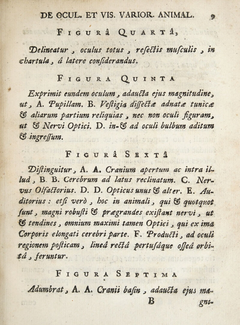 F I G U R i Qu A R T & i . * . » 'Delineatur 3 oculus totus 3 refellis mufculis 3 m chartula j a latere confiderandus. i \ v ’ ♦ , ■ /' . . *■ ” 'a v •> ■>. Figura Quinta Exprimit eundem oculum 3 adaulla ejus magnitudine3 ut j A. Tupillam. B. Fejligia diffeUa adnata tunica & aliarum partium reliquias , nec non oculi figuram,, ut & Nervi Optici. D. in-& ad oculi bulbum aditum & ingreffum. FlGURa S E X T & Difiinguitur 3 A. A. Cranium apertum ac intra il- lud > B. B. Cerebrum ad latus reclinatum. C. Ner¬ vus 01 fallor ius. D. D. Opticus unus & alter. E. Au¬ ditorius : et fi verb 3 hoc in animali 3 qui & quotquot funt, magni robufii ® pragrandes ex fiant nervi 3 ut tendines 3 omnium maximi tamen Optici 3 qui ex ima Corporis elongati cerebri parte. F. Trodulli 3 ad ocuU regionem pofiicam 3 linea relld pertufdque ojjed orbi¬ ta j feruntur. Figura Septima Adumbrat j A. A. Cranii bafin 3 adaulla ejus tna- B gnt»