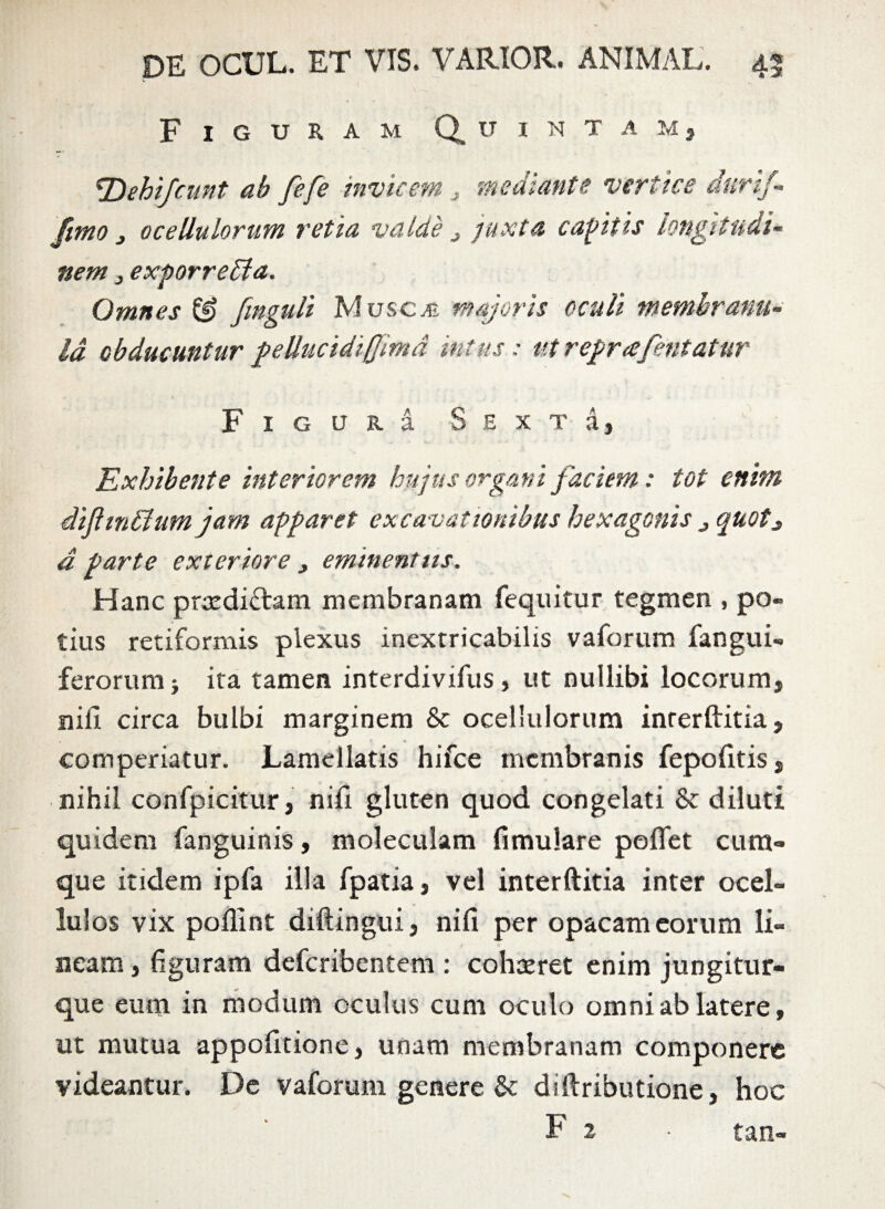 V Figuram Q. u i n t a m , *Dehifcunt ah fefe invicem . medianti vertice durif- fimo 3 ocellulorum retia valde j juxta capitis longitudi¬ nem j exporretta. Omnes & fmguli Musci majoris oculi membranu¬ la obducuntur peUucidi/Jmd intus: ut repr a feritatur F 1 g u R a SextA, Exhibente interiorem hujus organi faciem: tot enim diflmffumjam apparet excavationibus hexagonis j quot3 d parte exteriore , eminentiis. Hanc praediatam membranam fequitur tegmen , po¬ tius retiformis plexus inextricabilis vaforum fangui- ferorum; ira tamen interdivifus, ut nullibi locorum, nili circa bulbi marginem & ocellulorum inrerftitia, comperiatur. Lamellatis hifce membranis fepolitis, nihil confpicitur, nili gluten quod congelati & diluti quidem fanguinis, moleculam fimulare pollet cum¬ que itidem ipfa illa fpatia, vel interftitia inter ocel- lulos vix pollint diftingui, nili per opacam eorum li¬ neam , figuram deferibentem : cohaeret enim jungitur- que eum in modum oculus cum oculo omni ab latere, ut mutua appofitione, unam membranam componere videantur. De vaforum genere St diltributione, hoc F 2 • tan-