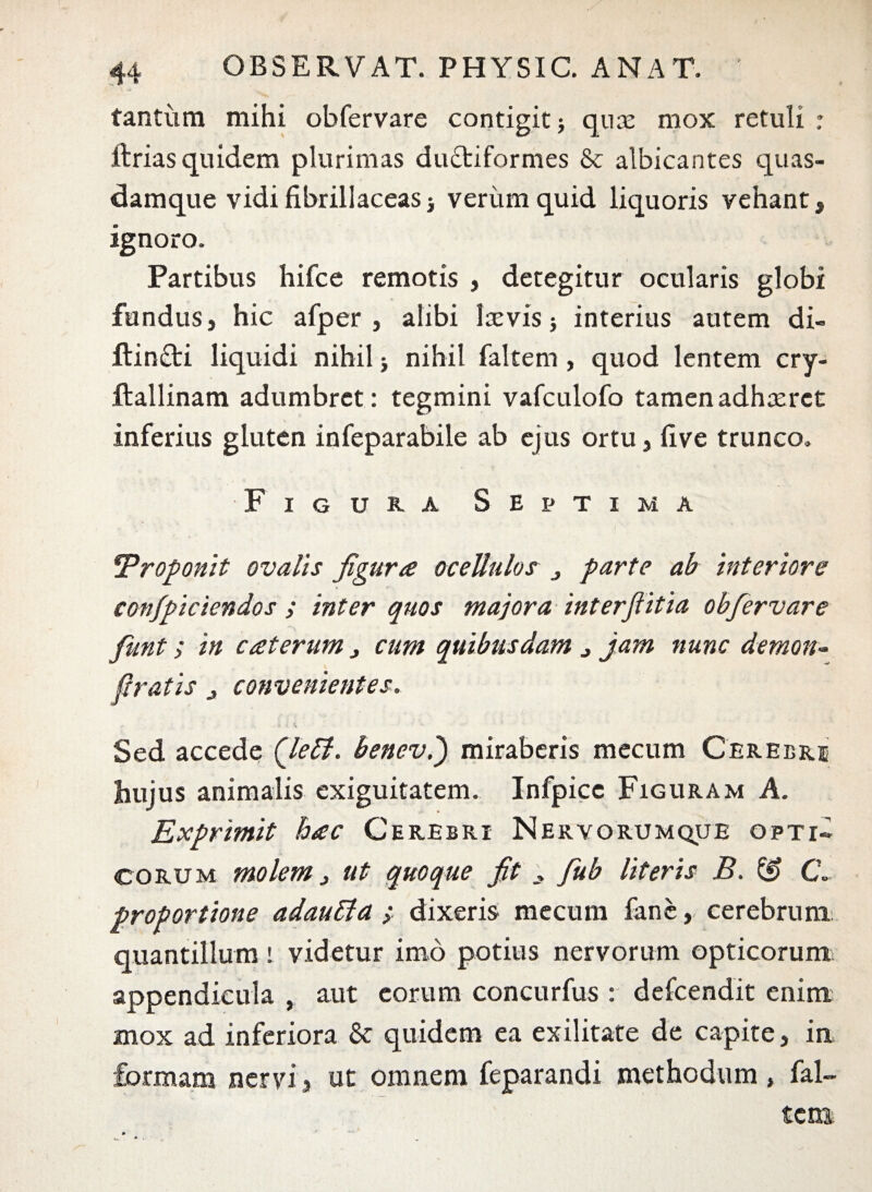 tantum mihi obfervare contigit) quas mox retuli ; itrias quidem plurimas du&iformes & albicantes quas¬ dam que vidifibrillaceaS) verum quid liquoris vehant, ignoro. Partibus hifce remotis , detegitur ocularis globi fundus, hic afper , alibi laevis } interius autem di- ftin£ti liquidi nihil) nihil faltem , quod lentem cry- ftallinam adumbret: tegmini vafculofo tamen adhaeret inferius gluten infeparabile ab ejus ortu, live trunco. Figura Septima Proponit ovalis figura ocellulos parte ab interiore confipiciendos ; inter quos majora interfiitia obfervare fiunt; in caterum 3 cum quibusdam j jam nunc demon- fi ratis j convenientes. Sed accede (fieUt. benev.) miraberis mecum Cerebri hujus animalis exiguitatem. Infpice Figuram A. Exprimit hac Cerebri Nervorumqub opti» corum molem, ut quoque fit fiub Uteris B. C, proportione adautta. > dixeris mecum fane, cerebrum quantillum! videtur imo potius nervorum opticorum appendicula , aut eorum concurfus : defeendit enim mox ad inferiora & quidem ea exilitate de capite, in formam nervi, ut omnem feparandi methodum, fal¬ tem