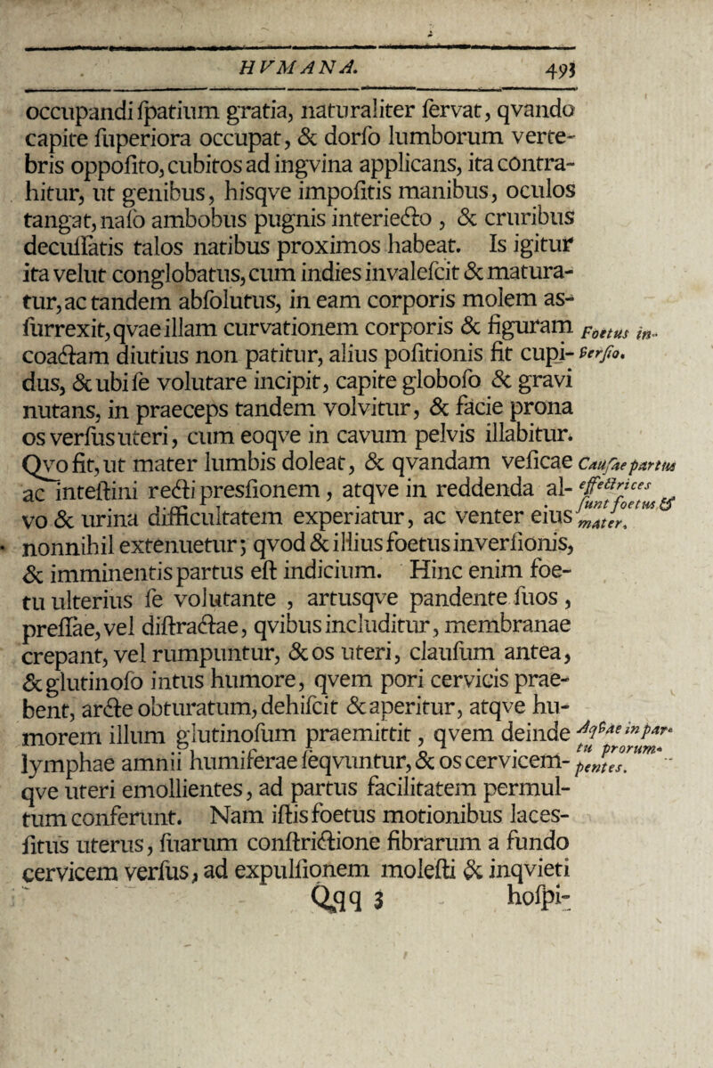 HVM AN A. 49» occupandiIpatium gratia, naturaliter fervat, qvando capite fuperiora occupat, & dorfo lumborum verte- bris oppofito, cubitos ad ingvina applicans, ita contra¬ hitur, ut genibus, hisqve impolitis manibus, oculos tangat, nalo ambobus pugnis interiedlo , & cruribus decullatis talos natibus proximos habeat. Is igitur* ita velut conglobatus, cum indies invalefcit & matura¬ tur, ac tandem abfolutus, in eam corporis molem as- furrexit,qvae illam curvationem corporis & figuram Foetus in„ coadlam diutius non patitur, alius pofitionis fit cupj- terfio. dus, &ubife volutare incipit, capite globofo & gravi nutans, in praeceps tandem volvitur, & facie prona os verius uteri, cumeoqve in cavum pelvis illabitur. Qvofit,ut mater lumbis doleat, & qvandam velicae Caufkepartus ac inteftini redii presfionem, atqve in reddenda al- vo&urma difficultatem experiatur, ac venter eius^;,, nonnihil extenuetur; qvod& i Ilius foetus inverfionis, & imminentis partus eft indicium. Hinc enim foe- tu ulterius fe volutante , artusqve pandente luos, prellae,vel dillraclae, qvibus includitur , membranae crepant, vel rumpuntur, &os uteri, claufum antea, Scglutinofo intus humore, qvem pori cervicis prae¬ bent, ardle obturatum, dehifcit & aperitur, atqve hu¬ morem illum glutinofum praemittit, qvem deinde ■*&**>* t** lymphae amnii humiferae leqvuntur, & os cervicem- - qve uteri emollientes, ad partus facilitatem permul¬ tum conferunt. Nam illis foetus motionibus laces- fitus uterus, Iliarum conftridlione fibrarum a fundo cervicem verfus, ad expullionem molefti & inqvieti Qqq 3 hoipi-