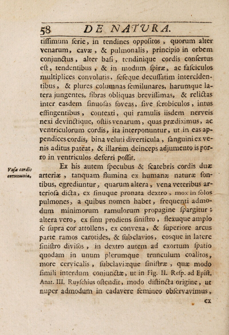 VajW cordis fermmnith 58 DE NATVKA. tiffimum lerie, in tendines oppetitos , quorum alter venarum, cavas , & pulmonalis, principio in orbem conjunctus, alter bafi, tendinique cordis confertus eft, tendentibus , & in modum fpirae, ac fafciculos multiplices convolutis, fefeque dccufiatim interciden¬ tibus , & plures columnas femilunares, harumque la¬ tera jungentes, fibras obliquas breviffimas, & relidas inter easdem finuofas foveas, live fcrobiculos, intus effingentibus , contexti, qui ramulis iisdem nerveis nexi devindique, oftiis venarum, quas prodiximus, ac ventriculorum cordis, ita interponuntur, ut in eas ap¬ pendices cordis, bina veluti diverticula , fanguini ex ve¬ nis aditus pateat, & illarum deinceps adjumento is por¬ ro in ventriculos deferri poffm Ex his autem Ipecubus & fcatebris cordis duae arterias , tanquam flumina ex humanas naturae fon¬ tibus, egrediuntur, quarum altera , vena veteribus ar¬ teriola dicta, ex finuque pronata dextro, mox in ibi os pulmones, a quibus nomen habet, frequenti admo¬ dum minimorum ramulorum propagine fpargkur > altera vero, ex fimi prodiens finiflro , flexuque amplo fc fiipra cor attollens, ex convexa, Sc fiipcriore arcus parte ramos carotides, & ffibciavios , eosque in latere finiflro diviibs , io dextro autem ad exonum fj^atio quodam in unum plerumque trunculum coalitos, more cervicalis , fiibciavixque finiftrae , qnx modo fimili interdum conjunctx, ut in Fig. II. Refp. ad Epifi* Anat. III. Rujfchius oftendit, modo diflincta origine, ut nuper admodum m cadavere femineo gb&mvimus» ex v