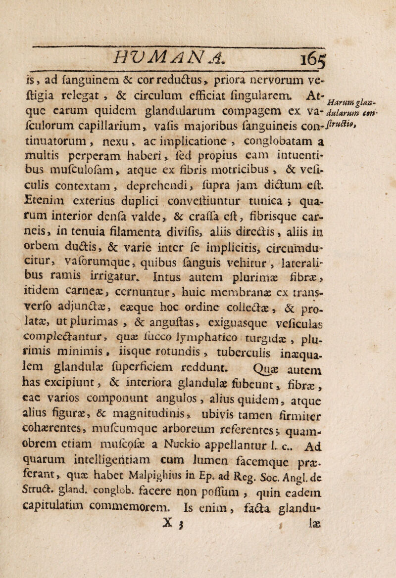 is, ad fanguinem & cor reduCtus > priora nervorum ve- ftigia relegat , & circulum efficiat Angularem. At- Harumgtm que earum quidem glandularum compagem ex va- Aularum cm* leniorum capillarium, vafis majoribus fanguineis tinuatorum , nexu * ac implicatione > conglobatam a multis perperam haberi* fed propius eam intuenti- bus mufculolam, atque ex fibris motricibus , & vefi- culis contextam , deprehendi, fupra jam dictum elt. Etenim exterius duplici conveltiuntur tunica > qua¬ rum interior denfa valde, & craflfa elt, fibrisque car¬ neis, in tenuia filamenta divifis, aliis diredis, aliis in orbem duCtis, & varie inter fc implicitis, circumdu¬ citur, vaforumque, quibus fanguis vehitur , laterali¬ bus ramis irrigatur. Intus autem plurimas fibrae, itidem carneas, cernuntur, huic membranae ex trans- verfo adjunCtae, eaeque hoc ordine coiieCtae» & pro¬ lata, ut plurimas, & anguftas, exiguasque vdiculas complectantur, quae fucco ijmpharico turgidae, plu- rimis minimis, iisque rotundis , tuberculis inaequa¬ lem glandulae fuperficiem reddunt.. Qux autem has excipiunt, & interiora glandulae ffibeunt, fibrae, eae varios componunt angulos, alius quidem, atque alius figurae, & magnitudinis, ubivis tamen firmiter cohaerentes, mufcumque arboreum referentes,, quam- obrem etiam mulcofae a Nuckio appellantur 1. c.. Ad quarum intelligeritiam cum lumen facemque prae- ferant, quas habet Malpighius in Ep. ad Reg. Soc.Angl.de SrruCt. gland. congiob. facere non pofium , quin eadem capitulatim commemorem. Is enim, faCta glandii* X j i