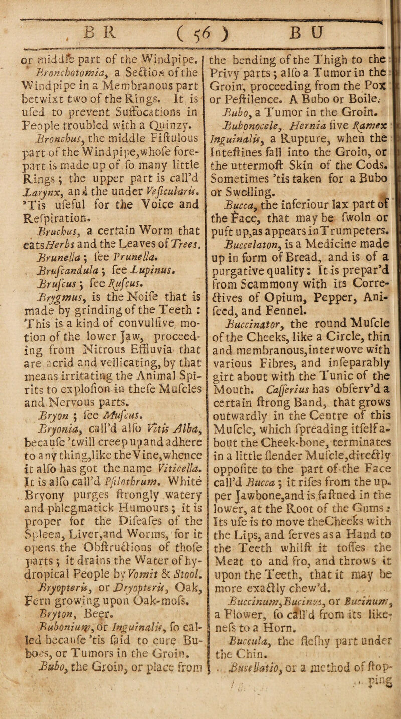 or middfe part of the Windpipe. I the bending of the Thigh to the Bronchotomia, a Sett km of the Windpipe in a Membranous part betwixt two of the Rings. It is ufed to prevent Suffocations in Feople troubled with a Quinzy. Bronchus, the middle Fiftulous part of the Windpipe,whole fore¬ part is made up of fo many little Rings; the upper part is call’d Larynx, ani the under Veficularis. ’Tis ufeful for the Voice and Refpiration. Brucbus, a certain Worm that eats//erbs and the Leaves of Trees. Bruneila ; fee Prunella. Brufcandula } fee Lupinus, Brufcus; fee P^ufcus. Brygmus, is theNoife that is made by grinding of the Teeth : This is a kind of convultive mo¬ tion of the lower Jaw, proceed¬ ing from Nitrous Effluvia that are acrid and vellicating, by that means irritating the Animal Spi¬ rits to explofion in thefe Mufcles and Nervous parts. Bryon $ lee Mufcus. Bryonia, call’d alfo V7tU Alba, becatife ’twill creep up and adhere to any thing,like the Vine, whence it alfo has got the name Vitzcella, Jt is alfo call’d Pfilothrum. White Bryony purges ftrongly watery and phlegmatick Humours; it is proper tor the Difeafes of the Spleen, Liver,and Worms, for it opens the Obftru&ions of thofe parts; it drains the Water of hy- dropical People by Vomit & Stool. Bryopter#, or VryopterU, Oak, Fern growing upon Oak-inofs. Bryton, Beer. Buboniurp, or Inguinal#, fo cal¬ led becanfe ’tis fa id to cure Bu¬ boes, or Tumors in the Groin. . Bubo, the Groin, or place from Privy parts; alfo a Tumor in the Groin, proceeding from the Pox or Peftilence. A Bubo or Boile.- Bubo, a Tumor in the Groin. Bubonocele, Hernia five Pam ex Inguinal#, a Rupture, when the Inteflines fall into the Groin, or the uttermoff Skin of the Cods. Sometimes ’tis taken for a Bubo or Swelling. | Bucca, the inferiour lax part of the Face, that may be fwoln or puft up,as appears inTrumpeters. Buccelaton, is a Medicine made up in form of Bread, and is of a purgative quality; It is prepar’d from Scammony with its Corre¬ ctives of Opium, Pepper, Ani- feed, and Fennel. Buccinator, the round Mufcle of the Cheeks, like a Circle, thin and membranous,interwove with various Fibres, and infeparably girt about with the Tunic of the Mouth. Cafferius has obferv’d a certain ftrongBand, that grows outwardly in the Centre of this Mufcle, which fpreading itfelf a- bout the Cheek-bone, terminates in a little (lender Mufcle,dire£tly oppofite to the part of the Face call’d Bucca; it rifes from the up* per Jawbone,and is fa fined in the lower, at the Root of the Gums : Its ufe is to move theCheeks with the Lips, and ferves as a Hand to the Teeth whilft it toffes the Meat to and fro, and throws it upon the Teeth, that it may be more exaClly chew’d. Buccinum,Bucinv.s, or Bucihum, a Flower, fo cfll’d from its like- nefstoaHorn. Buccula, the flefny part under the Chin. . . . Buse Hallo, or a method of flop-