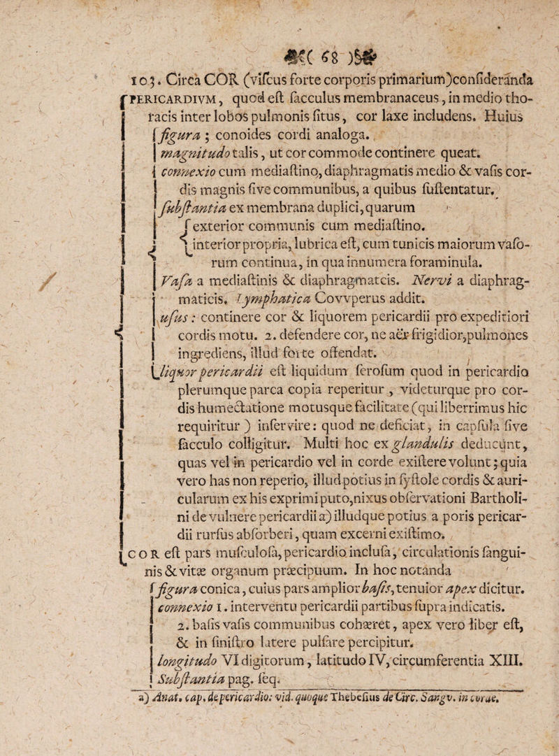 I^pericardivm , quod eft faeculas membranaceus, in medio tho- j racis inter lobos pulmonis (itus, cor laxe includens. Huius 1 {figura ; conoides cordi analoga. magnitudo talis, ut cor commode continere queat. [connexio cum mediaftinq, diaphragmatis medio & vafis cor- ! dis magnis fi ve communibus, a quibus fuftentatur. | fubfidntia ex membrana duplici,quarum | f exterior communis cum mediaftino. * ^interior propria, lubrica eft, cum tunicis maiorum vafc- rum continua, in qua innumera foraminula. Nafia a mediaftinis & diaphragmateis. Nervi a diaphrag¬ maticis. lymphatica Covvperus addit. ufus: continere cor & liquorem pericardii pro expeditiori cordis motu. 2. defendere cor, ue aer frigidior,pulmones | ingrediens, illud forte offendat. \Jiqnorpericardii eft liquidum ferofum quod in pericardio plerumque parca copia reperitur , videturque pro cor¬ dis humechtione motusque facilitate (qui liberrimus hic requiritur) intervire: quod ne deficiat, in capfula five facculo colligitur. Multi hoc ex glandulis deducunt, quas vel in pericardio vel in corde exiiterevolunt;quia vero has non reperio, illud potius in fyftole cordis & auri¬ cularum ex his exprimi puto,nixu.s obfervationi Bartholi¬ ni de vulnere pericardii a) illudque potius a poris pericar¬ dii rarius abfbrberi, quam excerni exiftimo. ^coR eft pars mufculofa,pericardio inclula, circulationis (angui¬ nis & vitae organum praecipuum. In hoc notanda i figura conica, cuius pars amplior bafis, tenuior apex dicitur. J connexio 1, interventu pericardii partibus fiupra indicatis. 2.bafisvafis communibus cohaeret, apex vero liber eft, & in finiftro latere pulfare percipitur. longitudo VIdigitorum, latitudoIV,circumferentia XIII. Subflantia pag» feq« a) Ati&U cap, de pericardio: vid. quoque Thebefius de Cire. Sangv, mevrue.