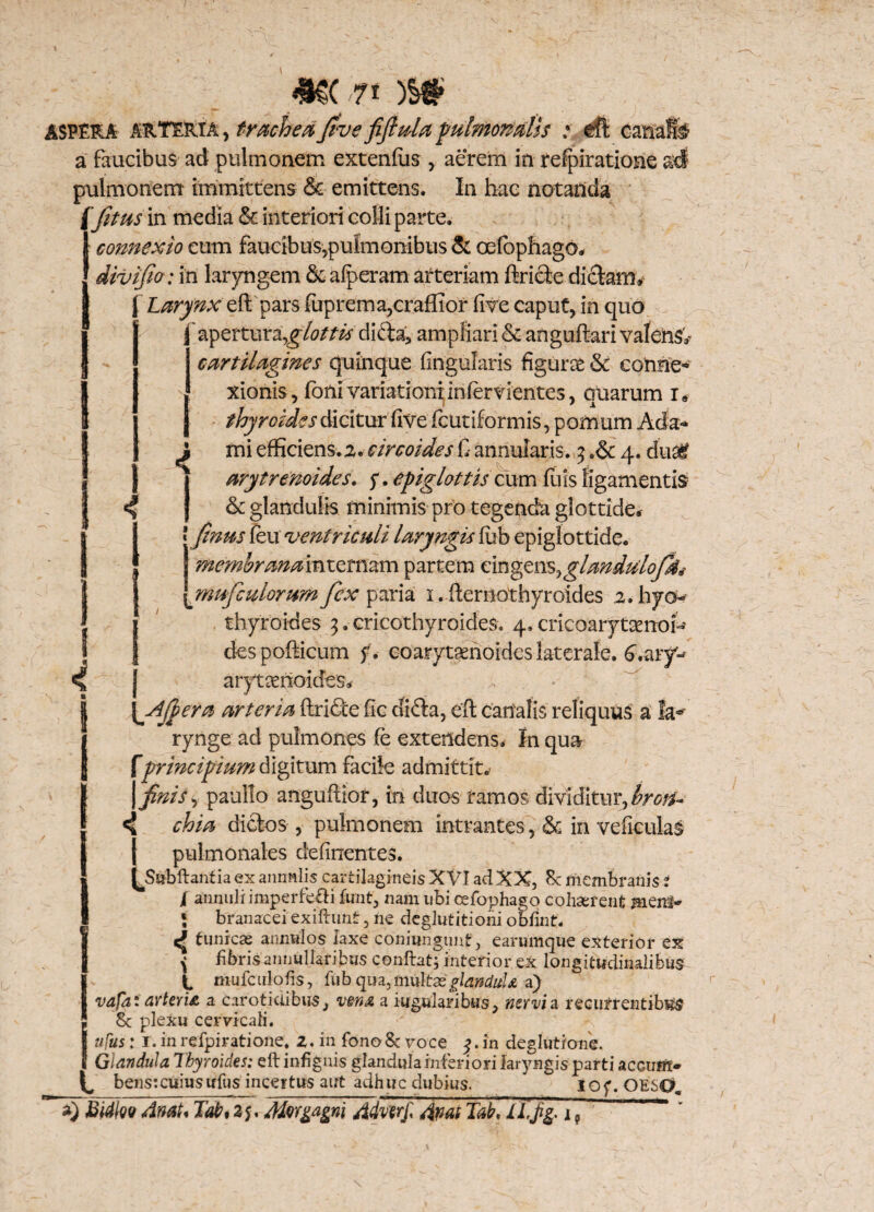 J 1 < m. ? t m ASPERA ARTERIA, tracheaJivefifiulapulmonalis eft a faucibus ad pulmonem extenfus , aerem in refpiratione adi pulmonem immittens & emittens. In hae notanda f fitus in media & interiori colli parte. connexio cum faucibus,pulmonibus & cefophago* divifio: in laryngem & alperam arteriam ftriete dictarm J Larynx eftpars fuprema,craffior live caput, in cjuo If apertura,difta, ampliari & anguftari valens,- cartilagines quinque lingularis figurae 8i cotine* xionis, foni variationi infer vientes, ouarum i* . ’ X thyroides dicitur five fcutiformis, pomum Acia-* mi efficiens. 2. circoides C annularis, - j .& 4. dua^f ary tremi des. y. epiglottis cum luis ligamentis &c glandulis minimis pro tegenda glottide* «finus leu ventriculi laryngis lub epiglottide. membrana internam partem cingens^glanduloffa musculorum fex paria 1. fternothyroides 2. hyo thyroides 3. cricothyroicfes. 4. cricoarytsenoH des pollicum f. coarytaenoidcs laterale, Afer a arteria ftridce fic di&a, efb canalis reliquus a Ia-' Irynge ad pulmones fe extendens. In qua 'principium digitum facile admittit* ) finis ^ paullo anguffior, in duos ramos dividitur, brott~ 4 chia dictos , pulmonem intrantes, & in vefieulaS pulmonales delinentes. I^Subftantia ex annnlis cartilagineis XVI ad XX, 8c membranis i / annuli imperfe&i tot, nam ubi cefophago cohaerent meirl- * branacei exiftimt, ne deglutitioni obfinf. < tunicae annulos laxe cbniimgimf, earumque exterior ex { fibris aimullaribus conftat; interior ex longitudinalibus C mufculofis, fub qua, multas glandula a) vafaiarteria a carotidibus, vena a iugularibus, nervia recutrentib^s !Sc plexu cervicali. ufus: I. in refpiratione. 2. in fono8c voce in deglutione. Glandula Thyroides: eft infignis glandula inferi ori laryngis parti aecum- ^ bens: cuius ufus incertus aut adhuc dubius. iof. OESO, Bidloo Anat* Tati25, Morgagni Advtrjl AnatTat, lljig* i,