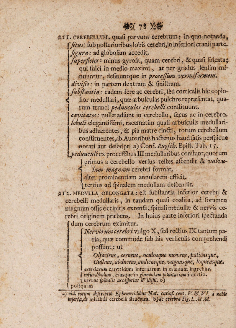 f$t rt W ' %ii. cerebellvki, quali parvum cerebrum; in quo notaada* $ fetus: fub pofterioribus lobis ccrehrj3in inferiori cranii parte, figura: adglobqfam accedit* fuPerficies: minus gyrofa, quam cerebri, & quali fuleataj qui fulci in medio maximi, at per gradus fenllm mi» * -nuuntur, definuntque in procejfum vermiformem * j divifio: in partem dextram &c finiftram. \fuhflantia: eadem Iere ac cerebri, fed corticalis hic copio° r ^ lior medullari, quae arbulculaspulchre repraefentat, qua- j rum trunci pedunculos cerebelli conftituunt, cavitates: nullae adlunt in cerebello, fecus ac in cerebro, ; lobulielegantiffimi,racematim quali atbufculis medullari¬ bus adhaerentes, «Sc pia matre cin£li, totum cerebellum * conftituent£s,ab Autoribus haftenus haud latis perlpicue notati aut deferipti a) Conf. Ruyfch, Epift. Tab. i f. \pedunculiex proceffibus III medullaribus conflant,quorum fprimus a cerebello verius teftes afcendit &c valvtv A lam magnam cerebri format, | alter prominentiam annularem efficit, ^tertius ad (pinalem medullam delcendit, %ti. medvlla oblongata : eft fubftantia inferior cerebri & cerebelli medullaris , in caudam quali coalita, ad foramen magnum offis occipitis extenfa, (pinali medullae & nervis ce¬ rebri originem praebens. In huius parte inferiori fpeitanda [ dum cerebrum eximitur. Nervorum cerebri vulgo X, fed rectius IX tantum pa¬ ria, quae commode fub his verlicuiis comprehendi poffunt: ut <( Olfaciens, cernens* oculos que movens, pati ens que* Guftansj abducens .audiens que, vagans quet loqnensqwe* I arteriarum carotidum internarum in cranium ingrefius. ; J infundibulum, eiusquein glandulam pituitariam inierti o, ^nervus [pinalis accejjbrm IViUfpu b) \ poftquam C f a) vid. eorum deferiptio Ephemeridibus Nat, curiof cent, V, & VI, a nobis