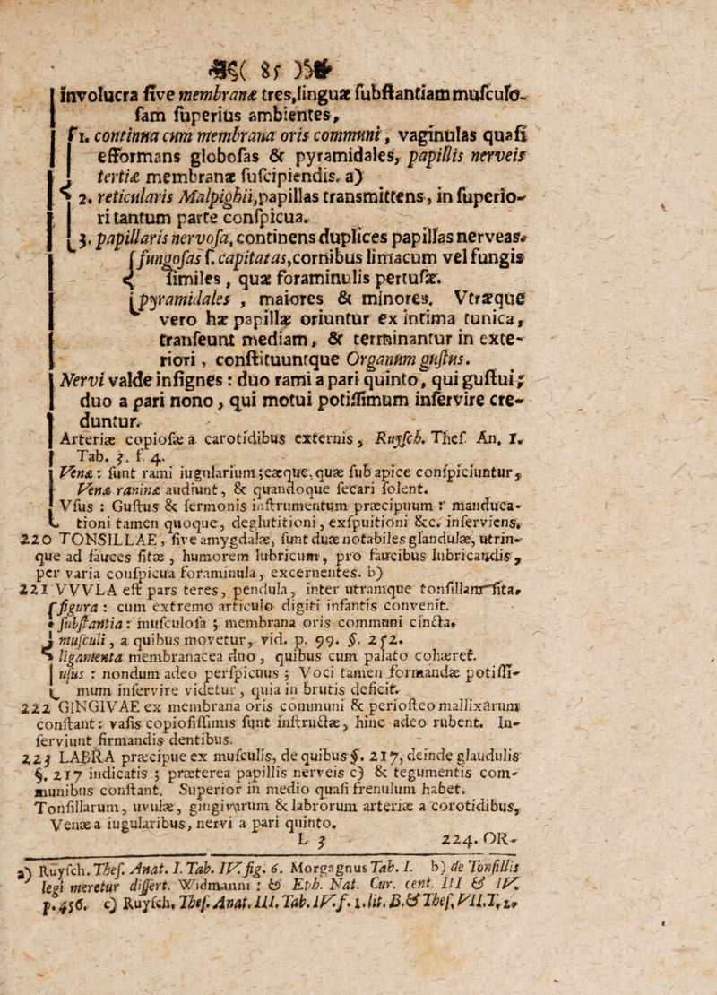 involucra five membrana tres,lingu« fubftantiammufcufo- fam fiiperius ambientes, tu continna cum membrana oris communi, vaginulas qua fi efformans globofas & pyramidales, papillis nerveis J tertu membranae fufcipiendis. a) > 2. reticularis Malpighii,papillas transmittens, in fuperio- ri tantum parte eonfpicua, 3. papillaris nervofat continens duplices papillas ner veas* ffungofasC capitatas,cornibus limacum vel fungis < limiles, quae foraminulis pertufar. [pyramidales , maiores & minores, Vtraeqtie vero hac papillae oriuntur ex intima tunica r tranfeunt mediam, 6r terminantur in exte¬ riori , confiituunrque Organum guftns. Nervi valde infignes: duo rami a pari quinto # qui guffui ? duo a pari nono, qui motui potiflimum infervire cre¬ duntur. Arteriae copiore a carotidibus externis, RttyfcL Thef An, I* Tab. 3, £ 4. Vena: fiint rami iugnlariunt jeaeque, quae fub apice confpiciimtur t Vena ranina audiunt, 8c quandoque fecari lolent. Vfus : Guftus 8c fermonis inftrumentum praecipuum r manduca- . tioni tamen quoque, deglutitioni, exfpiiitiod &c; inferviens, £20 TONSILLAE, five amygdalae, funt duae notabiles glandulae, utrin» que ad fauces fitae , humorem lubricum1, pro faucibus lubricandis , per varia confpicua foraminula, excernentes, b) 221 VVVLA eft pars teres, pendula, inter utramque tonfillanrlltar f figura : cum extremo articulo digiti infantis convenit. 1 fub fiant ia: mufculofa; membrana oris communi cincta. 1 ntufculi, a quibus movetur, vid. p. 99. §. ZfZ» ligamenta membranacea duo , quibus cum' palato cohaeret. | ufus : nondum adeo perfpicnus ; Voci tamen formandae potifli» ^ mum infervire videtur, quia in brutis deficit. ZZZ GINGIVAE ex membrana oris communi 8t periofteomallix3rumi conflant r- vafis copiofiffimis funt inftru&ae > hinc adeo rubent. In» ferviunt firmandis dentibus. 223 LABRA praecipue ex mufculis, de quibus §. 217, deinde glandulis §, 217 indicatis ; praeterea papillis nerveis c) 8c tegumentis com¬ munibus conflant. Superior in medio quafi frenulum habet. Tonfillarum, uvulae, gingivarum 8c labrorum arterise a corotidibus. Venae a iugularibus, nervi a pari quinto, L 3 224* L)R-- 2) Ruyfch. Thef. Attat. I. Tab. IV.fig. 6. Morgagnus Tab. I. b) de Tonfillis le?l meretur cbjjert. Widmanni : Rvh. Nat. Cur. cent. III & UAi p. 456. c) Ruyfch. Thef Anat. IU. Tab. i Jit, B.&Tbef PlLTfir