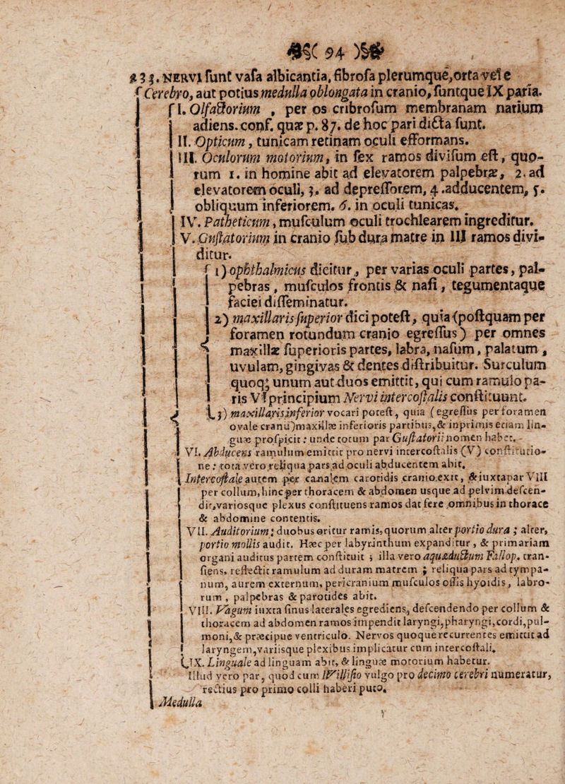 / 1 mc 94 m £ 3 f. nervi funt vafa albicantia, fibrofa plerumque,o*ta e f Cerebro, aut potius medulla qblongata in cranio, funtque IX paria. I f I. Olfactorium , per ps cnbrofum membranam narium * 3 adiens, conf. quae p. 87. de hoc pari difta funt. II. Opticum, tunicam retinam oculi efformans. III. Oculorum motorium, in fex ramos divifum eft, quo¬ rum 1. in homine abit ad elevatorem palpebra, 2. ad elevatorem oculi, $, ad depreflotem, 4 .adducentem, f. obliquum inferiorem. in oculi tunicas. _ IV. Patheticum, mufculum oculi trochlearem ingredifur._ W Gnftatorimn in cranio fub dura matre in HJ ramos divi* ditur. ■' 1) ophthalmicus dicitur, per varias oculi partes, pal¬ pebras , mufculos frontis & nafi, tegumentaque faciei di flem inatur. 2) maxillaris fnperior dici poteft, qmafpoftquam per J foramen rotundum cranio egreflus ) per omnes ** maxillae fuperioris partes, labra, nafum, palatum , uvulam, gingivas ;8c denfes diftribuitur. Surculum quoq* unum aut duos emittit, qui cum ramulo pa¬ ris Vf principium Nervi intercoftaiis conftituuet. jn axillaris inferior vocari poteft, quia (egreflus per foramen ovale cranu)maxUl?e inferioris partibus,& imprimis edam lin¬ guas profpicic: unde totum par Gujlatoruromen habet. - VI. Abducens ramulum emittit pro nervi intercoftalis (V) confhtucio- ne; rota vero reliqua.pars,ad;oculi ab,ducentem abit, Intercofiale autem per canalem carotidis cramo.exu, &iuxtaparVili per collum,hincper thoracem & abdomen usque ad pelvim defcen- dir.variosque plexus conflatuens ramos dat fere .omnibus in thorace & abdomine contentis. Vii. Auditorium tduobusoritur ramis?quorum alterportiodura ; alter, portio mollis audit. Haec per labyrinthum expanditur, & primariam organi auditus partem conftituit j illa vero aqv&duElum Fallop, cran* flens, leffefHc ramulum ad duram matrem ; reliqua pars ad tympa¬ num, aurem externum, pericranium mufculos offis hyoidis, labro- palpebras & parotides abit. < 1 rum VIU. Pagum iuxta flnus laterales egredicns, defce-ndendo per collum & thoracem ad abdomen ramos impendit laryngi,pharyngi,cordi,pul¬ moni^ pnecipue ventriculo. Nervos quoque recurrentes emittit ad ! laryngem,variisque plexibus implicatur cum intercoftali. (JX. Linguale ad linguam abit, & lingua motorium habetur. Illud vero par, quod cum iFMifto vulgo pro decimo cerebri numeratur, !reftius pro primo colli haberi puto. Medulla
