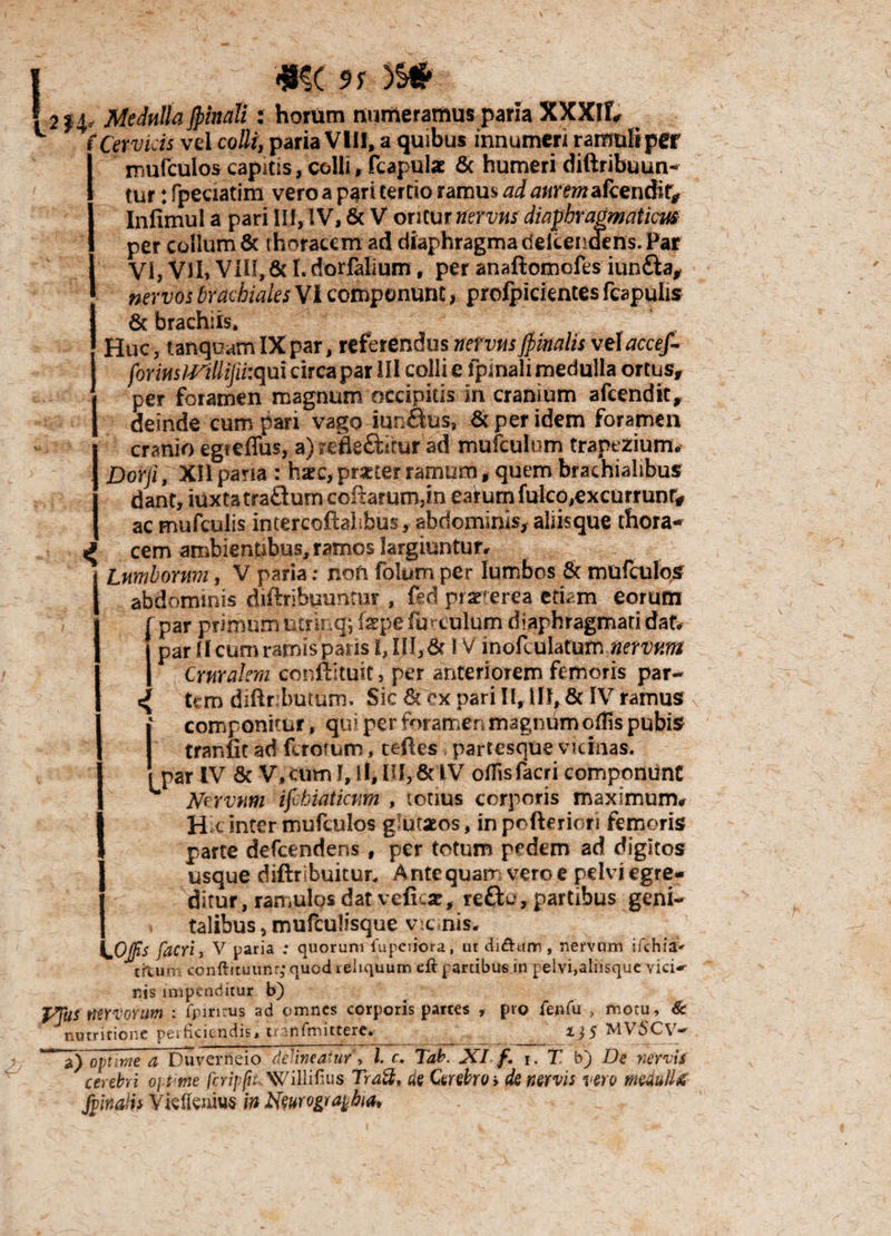 j mc 9s )S# 12 j4„ Medulla Jpinati: horum numeramus paria XXXIL L i Cervicis vel colli, paria VIII, a quibus innumeri ramuliper mufculos capitis, colli, fcapulx & humeri diftribuun- tur: fpeuatim vero a pari tertio ramus, ad auremafcendir# Infimul a pari III, IV, & V oritur nervus diaphragmatici per collum & thoracem ad diaphragma dekendens. Par IVI, Vll, VIH, 6c 1. dorfalium , per anaftomcles iun&a, nervos brachiales Vi componunt, profpicientes fcapulis 6c brachiis. Huc, tanqoamIXpar, referendus nervus finalis vel 'accef- forius IVillijiiiqui circa par III colli e fpinali medulla ortusg per foramen magnum occipitis in cranium afcendit, deinde cum pari vago iunfius, & per idem foramen cranio egieflus, a) refleftitur ad mufculum trapeziurm Dorft, XIIpana r hatc,pme?ramum, quem brachialibus dant, iuxtatra£turncoftarurn,m eatumfulco,excurrunt# ac mufculis intercoftalibus, abdominis, aliisque thora«* ^ cem ambientibus, ramos largiuntur, j Lumborum, V paria; noti folum per lumbos & mufculqs J abdominis diftribuuntur , fed piarferea etiam eorum f. par primum utrinq; far pe furculum diaphragmati dat. par II cum ramis paiis 1, IJI,& I V inofculatutdMtVum Cruralem conftituit, per anteriorem femoris par- tcm diftr:butum. Sic 6t ex pari 11,111,8t IV ramus I' componitur, qui per foramen magnum offis pubis tranfit ad fcrcrtum, teftes * partesque vicinas, i par IV Sc V, cum I, ll, III,&1V offis facri componunt Nervum ifibiatictim , totius corporis maximum* c inter mufculos g utaeos, in poftericri femoris parte defcendens, per totum pedem ad digitos j usque diftribuitur. Aptequarr vero e pelvi egre- I ditur, ramulos dat veficat, reftc, partibus geni¬ talibus ? mufculisque vicinis. Offis facri j V paria ; quorum fupciiota, ut diftum , nervum i/chia> titum conftituunr; quod reliquum eft partibus m pelvi,aliisque vici—- nis impenditur b) PJitf MYVorum : fpirirus ad omnes corporis partes , pro fenfu , motu, & nutririone perficiendis, tr-nfmittere. iy$ MV5CV- “T) optime a Duverneio delineatur, l. c. Tab. XI f. i. f b) De nervis cerebri oj t me fcripfn Willifius Tradi* de Cerebro * de nervis vero medullti fvinalis Yklkuius in Neurograpbta*