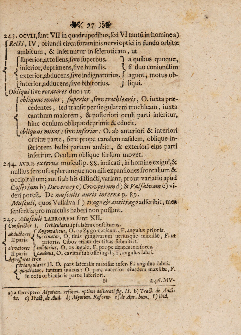 /. I s’ I I 57 )§tfr 245. ocvli,funt VII in quadrupedibus,fed VI tantu in homine a) Rcffi, IV 5 oriundicircaforaminisnerviopticiin fundo orbita ambitum, & inferuntur in fcleroticam, ut f fuperior,attollens,five fuperbus. 1 a quibus quoque, J inferior, deprimens,(ive humilis. i, fi duoconiundim ] exterior,abducens,five indignatorius. f agunt * motus ob- (jnterior,adducens,five hibitorius, J liqui, \obliqui five rotatores duo; ut f obliquus maior, fuferior ,five trochlearis, O. iuxta prae¬ cedentes , fed tranfit per lingularem trochleam, iuxta ^ canthum maiorem , & pofteriori oculi parti inferitur, J hinc oculum oblique deprimit & educit. \obliquus minor: five inferior: O. ab anteriori 6c interiori orbitas parte, fere prope canalem nalalem, oblique in¬ feriorem bulbi partem ambit , §c exteriori eius parti tnferitur. Oculum oblique fiurfum movet, 244. avris externa mufculip, 88. indicati, in homine exigui,& nullius fere ufu$:plerumque non nili expanfiones frontalium & occipitalium; aut fi ab his diffindi.,variant, prout variatio apud Cafferium b) Duverney c) Covvferum d) & Valfalvam e) vi¬ deri poteffi De mufculis auris interna p. 89* Mufcult, quosValfalva f ) trago & antitrago adferibit, mea ' fenferitia pro mufculis haberi non poffunt, 24f. Mufculi LABRORVM funt XII. [ConftYiftor I, Or^irtt^mfipfalabraconftituens. 1 , ' ri „ C Zygomaticus, O. os Zygomaticum, F. angulus prioris, j abductores j faccinatory O. finis gingivarum utriusque maxillae, F. Ut ^ llpana ^ prioris. Cibos etiam dentibus fubmittit. elevatores f inciforius, O. os iugale, F. prope dentes incifores, II paria {^caninus, O. cavitas lub oife iugali, F, angulus labri. -deprejfjres tres r . ... f triangulares II. O. pars lateralis maxillae infer. F. angulus labri. J quadratus, tantum unicus: O. pars anterior eiusdem maxilla;,F. 1 in teta orbicularis parte inferiori. ^ N 246. MV- a Cowpcro Adyotom. refom. optime delineati fig. II. b) Traft. de Audi* 'iut c)Tra&,deAiid. d) Adyotom. Reformr e) de Aur.bum, f )ibid*