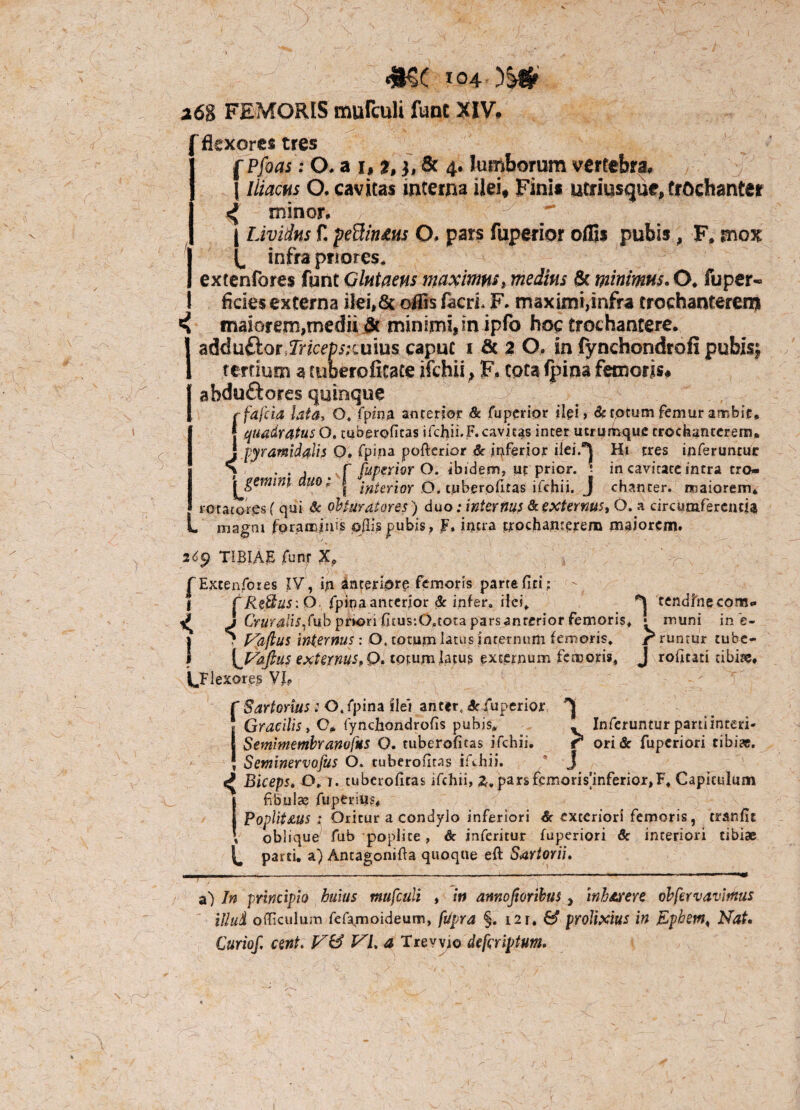 26% FEMORIS mufculi fune XIV» flexores tres [Pfoas: O. a i, %, h & 4. lumborum vertebra, \ Iliacus O. cavitas interna ilei# Fini* utjriysque, trochanter minor. I Lividus f. yeBin&ns O, pars fuperior offis pubis, F, mox ^ infra priores. extenfores funt Glntaens maximus, medius & minimus. O* fu per¬ ficies externa ilei,& offis facrL F. maximi,infra trochanterem ( maiorem,medii & minimi, in ipfo hoc trochantere. Iadduftor Jricepstmms caput 1 fic % O, in fynchondrofi pubis; tertium a tuberoficate ifchii; F. tota fpina femoris# abduftores quinque rfafeia lata, O. fpina anterior & fuperior ilei, & totum femur ambit» { quadratus O. mberoficas ifchifF.cavitas inter ucrumque trochanterem* [pyramidalis O» fpina pofterior & inferior ilei.®j Hi tres inferuntur S ... r fuperior O. ibidem, ut prior. : in cavitate intra tro- yemmi duo; | interior O. tuberpfitas ifchii. J chancer. maiorem* rotatores ( qui & obturator es ) duo; internus & externus, O. a circumferentia magni foraminis pjlis pubis, f, intra trochanterem maiorem. t i 26g TIBIAE funt f Extenfores IV, in anteriore femoris parte fici; tRettus: O fpina anterior & infer» ilei* cendfhecom* J Cruralisfub prion fitus:Ofltota pars anterior femoris* • muni ine- ? Vajius internus: O. totum latus internum femoris* Uruntur tube- \Vafius externus, Q. totum latus externum femoris* J roficati tibite. ^Flexores VIP f Sartorius i O. fpina ilei ant*r4 Se fuperior ^ ! Gracilis, O*, fynefiondrofis pubis» . Inferuntur parti interi- j Semimembranofus O. tuberofitas ifchii. r ori& fuperiori tibia. / ! Setninervofus O. tuberofitas ifwhii. ’ J ^ Biceps. O. t. tuberofitas ifchii, z, parsfemorismferior,?* Capitulum Ifibulse fuperius, Poplitaus : Oritur a condylo inferiori & exteriori femoris, cranfit 4 oblique fub poplice, de jnferitur fuperiori Se interiori tibiae ^ parti, a) Antagonifia quoque eft Sartorii, a) In principio huius mufculi , in annofiorihus, inharere obfcrvavmus illud oiTiculum fefarnoideum, fUpra §. 121. prolixius in Epbetn< Nat. Curiof cent. VL a Trevvio defcrlptum.