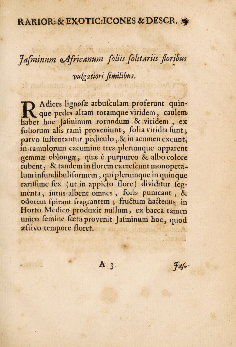 Jafminum aAfvicanum foliis folitaviis floribus 1vulgatiori fmilibus, . j : , * 1 .'-v RAdices lignofae arbufculam proferunt quin-* que pedes altam totamque viridem, caulem habet hoc Jafminum rotundum & viridem , ex foliorum alis rami proveniunt, folia viridia funt j parvo fuftentantur pediculo, & in acumen exeunt, in ramulorum cacumine tres plerumque apparent gemmae oblongae, quae e purpureo & albo colore rubent, Sc tandem in florem excrefcunt monopeta* lum infundibuliformem, qui plerumque in quinque rariflime fex ( ut in appifto flore) dividitur feg* menta, intus albent omnes , foris punicant, & odorem fpirant fragrantem ; fruilum ha&enus in Horto Medico produxit nullum , ex bacca tamen unico femine foeta provenit Jafminum hoc, quod seflivo tempore floret.