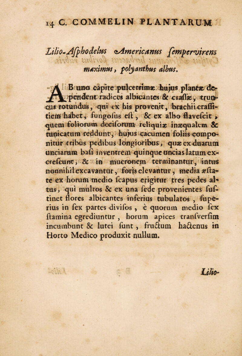 Lilio* Afphodelm ^Americanus pmpervirens , . , . .. ■ maxwms ili B uno capite pulcemmse hujus plantat de- A\jpendtent radices albicantes & craflae, trun¬ cus rotundus, qni tx his provenit, brachiicraffi- tiem habet, fungolus eft, & ex albo iavefeit > quem foliorum dec ifornm reliqui* inaequalem & tunicatum reddunt, huius cacumen foliis compo¬ nitur «Ibus pedibus longioribus, quae ex duarum unciarum bafi m ventrem quinque uncias latumex- crefcunt, & in mucronem terminantur, intus nerinibilexcavantur v foris elevantur, media arfta-* te ex hofum medio fcapus erigitur tres pedes ab tus, qui mklros & ex una fede provenientes fuf- tinet flores albicantes inferius tubulatos , fupe- rius in fex partes divifos , e quorum medio fex ftamina egrediuntur , horum apices tranfverfim incumbunt & lutei funt , fructum hactenus in Horto Medico produxit nullum.