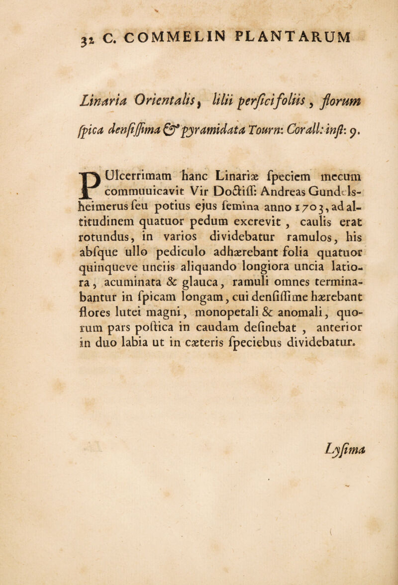 3% c. COMMELIN PLANTARUM Linaria Orientalis, lilii perfici foliis, forum f.pica denfiffima Qf pyramidata Tourm Corall:infi: p. PUIcerritnatn hanc Linariae fpeciem mecum commuuicavit Vir Do&ilT: Andreas Gund? Is- heimerusfeu potius ejus femina anno x 70 3, ad al¬ titudinem quatuor pedum excrevit, caulis erat rotundus, in varios dividebatur ramulos, his abfque ullo pediculo adhaerebant folia quatuor quinqueve unciis aliquando longiora uncia latio¬ ra, acuminata & glauca, ramuli omnes termina¬ bantur in fpicam longam,cuidenfiffimehaerebant flores lutei magni, monopetali & anomali, quo¬ rum pars poftica in caudam delinebat , anterior in duo labia ut in caeteris fpeciebus dividebatur» Lyjima (