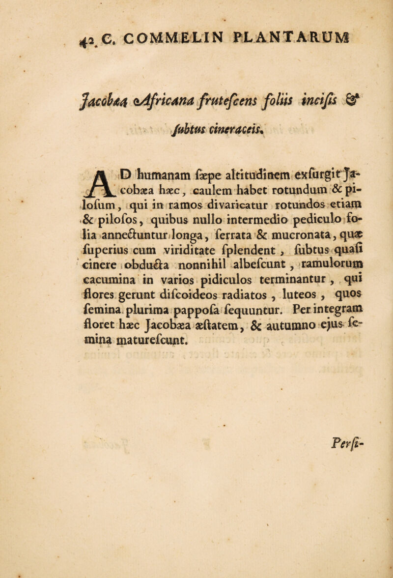 Jacoba# aAfricma frutefcens foliis incijts & Jubtus cineraceis* -v A D humanam fepe altitudinem exfurgit ja- cobaea haec, caulem habet rotundum & pi- loiiim, qui in ramos divaricatur rotundos etiam & pilofos, quibus nullo intermedio pediculo fo¬ lia anne&untur longa, ferrata & mucronata , quas fuperius cum viriditate fplendent, fubtus quali cinere obdu&a nonnihil albefcunt, ramulorum cacumina in varios pidiculos terminantur , qui flores gerunt difcoideos radiatos , luteos , quos femina plurima pappofa fequuntur. Perintegram floret haec Jacobaea aeftatera, & autumno ejus fe¬ mina maturefcunt.