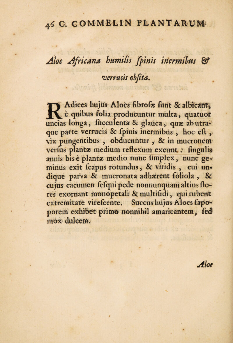 Aloe Africana humilis /pinis inermibus *verrucis objita. * < _ ' •. ’v ’ ’** ’ ■ s 1 ' '■ v., •’ '* • - ■* • f Adices hujus Aloes fibrofae furit & albicant} Jv e quibus folia producuntur multa, quatuor uncias longa, fucculenta & glauca, quae ab utra¬ que parte verrucis & fpinis inermibus , hoc eft , vix pungentibus , obducuntur , & in mucronem verfus plantae medium reflexum exeunt: Angulis annis bis e piant* medio nunc limplex, nunc ge¬ minus exit fcapus rotundus, & viridis , cui un¬ dique parva & mucronata adhaerent foliola , & cujus cacumen fefqui pede nonnunquam altius flo¬ res exornant monopetali & multifidi, qui rubent extremitate virefeente. Succus hujus Aloes fapo- porern exhibet primo nonnihil amaricantem, fed mox dulcem.