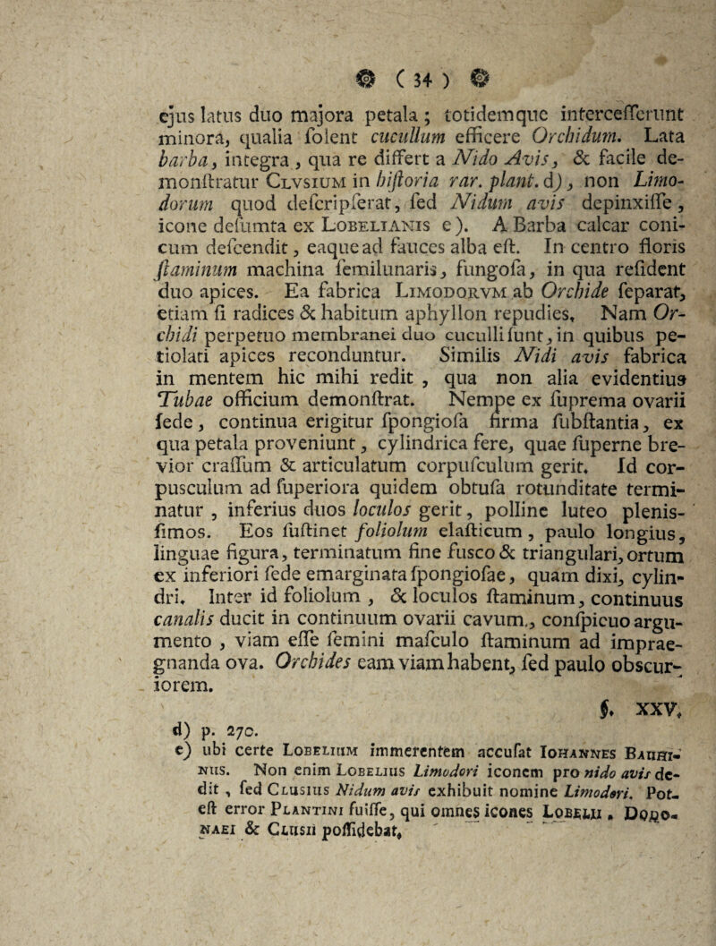 ejus latus duo majora petala ; totidem que interceflcrunt minora* qualia folent cucullum efficere Orchidum. Lata barba, integra * qua re differt a Nido Avis, & facile de- monftratur Clvsium in hifloria rar. piant, d) , non Limo- dorum quod defcripferat, fed Nidum avis depinxifie, icone defumta ex Lobeltanis e ). A Barba calcar coni¬ cum defeendit, eaquead fauces alba eft. In centro floris flaminum machina femilunaris, fungofa, in qua relident duo apices. Ea fabrica Limodorvm ab Qrchide feparat, etiam fi radices & habitum aphyllon repudies» Nam Or¬ chi di perpetuo membranei duo cuculli lunt, in quibus pe- tiolati apices reconduntur. Similis Nidi avis fabrica in mentem hic mihi redit , qua non alia evidentius» Tiibae officium demonftrat. Nempe ex fuprema ovarii fede, continua erigitur fpongiofa hrma fubftantia, ex qua petala proveniunt, cylindrica fere* quae fuperne bre¬ vior craflum & articulatum corpufculum gerit» Id cor¬ pusculum ad fuperiora quidem obtufa rotunditate termi¬ natur , inferius duos loculos gerit, polline luteo plenis- fimos. Eos fufiinet foliolum elafticum , paulo longius, linguae figura, terminatum fine fusco& triangulari,ortum ex inferiori fede emarginatafpongiofae, quarn dixi, cylin¬ dri» Inter id foliolum , <Sc loculos flaminum, continuus canalis ducit in continuum ovarii cavum., conticuo argu¬ mento , viam efle femini mafculo flaminum ad imprae¬ gnanda ova. Orchides eam viam habent, fed paulo obscur¬ iorem. ' f. XXV» d) p. 270. e) ubi certe Lobelium immerentem accufat Iohannes Bauhi- nus. Non enim Lobelius Limodori iconem pro nido avis de¬ dit , fed Clusius Nidum avis exhibuit nomine Limoderi» Pot- eft error Plantiwi fuiffe, qui omnes icones Lobem*» Dq^o- naei & Cmszi poflidebat,