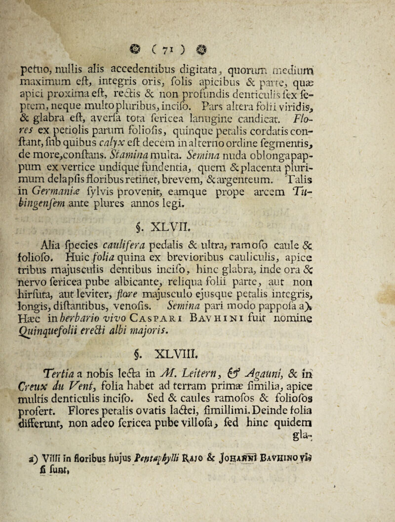 pefrio, nullis alis accedentibus digitata , quorum medium maximum eft, integris oris, folis apicibus <Sc parte, qute apici proxima eft, reddis & non profundis denticulis lex fe- ptem, neque multo pluribus, incifo. Pars altera folii viridis, & glabra eft, averia tota fericea lanugine candicat. Flo¬ res ex petiolis parum foliolis, quinque petalis cordatis con¬ flant, fnb quibus calyx eft decem in alterno ordine Tegmentis, de more,conflans. Stamina multa. Semina nuda oblongapap- pum ex vertice undique fundentia, quem & placenta pluri¬ mum delapfis floribus retinet, brevem, & argenteum. Talis in Germanis; fylvis provenit, eamque prope arcem Tu- bingenfera ante plures annos legi, y , \ ; §. xlvii. Atia fpecies caulifera pedalis & ultra, ramofo caule 8c foliofo. Huic folia quina ex brevioribus cauliculis, apice tribus majusculis dentibus incifo, hinc glabra, inde ora 8c nervo fericea pube albicante, reliqua folii parte, aut non hirfuta, aut leviter, flore majusculo ejusque petalis integris, longis, diftantibus, venofis. Semina pari modo pappoia a)» Hrec in herbario vivo Caspaiu Bavhini fuit nomine Quinquefolii erecti albi majoris. §. XLVIIl Tertia a nobis ledda in AI. Leitern, & Agauni, 8c in Creux du Vent, folia habet ad terram prima; ftmilia, apice multis denticulis incifo. Sed & caules ramofos & foliofos profert. Flores petalis ovatis ladtei, fimillimi. Deinde folia differunt, non adeo fericea pube viliofa, fed hinc quidem gla- a) Villi in floribus hujus Rajo & JoHaukI Bavhino v^ fi funf,