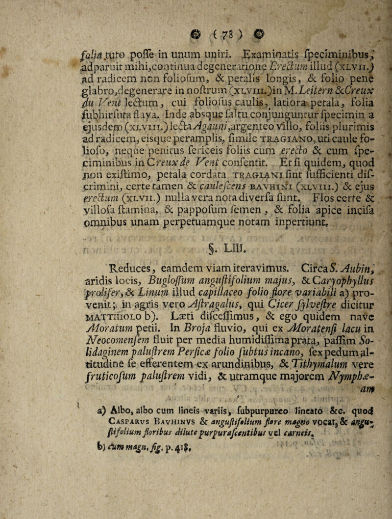 0(7 3)0 folia .tuto pofle in unum uniri. Examinatis fpeclminibusj adparuit mihi,continua degeneratione Erectum illud (xlvii.) ad radicem non folipfum, & petalis longis, & folio pene glabro,degenerare in noftrum (xLvin.)in M.Leitern &cCreux 4u Vent ledfum, cui foliofus caulis^ latiora petala, folia fubhirfutaflaya,. Inde absque £a!m conjunguntur fpecimin a ejusdem (xjlviii.) le&zAgauni,argenteo villo, foliis plurimis ad radicem, eisque peramplis, limile tragxano, uti caule ft> liofo, neque penitus fericeis foliis cum erecto <5c cum fpe- ciminibus iaCreuxde Vent confentit. Etfi quidem, quod non exijflimo, petala cordata tragianx fint fufficienti dif- crimini, certe tamen <5c caulefcens bavhini (xlviii.) & ejus erctlum (xlvii.) nulla vera nota diverfa fuma Flos certe &: viliofa flamina, & pappofum femen, & folia apice incifa omnibus unam perpetuamque notam inpertiunt* * §. LI1I. Reduces, eamdem viam iteravimus. Circa £ Aubin, aridis locis, Bugloffum angujUfolium majus, & Caryophyllus prdifer, & Linum illud capillaceo folio flore variabili a) pro¬ venit; in agris vero Aftragalus, qui Cicer fyhejlre dicitur mattkiolo b). Lteti difcefllmus, & ego quidem nave Adoratum petii. InBroja fluvio, qui ex ylloratenfi lacum Neocomenfem fluit per media humiaifljma prata, paflim So¬ li daginem paluflrem Perfios folio f tbtus incano, fex pedum al¬ titudine fe efferentem ex arundinibus, <5c Tithy malum vere fruticofum paluflrem vidi, &. utramque majorem Nymphz- ■ ' ‘ • v ; anp \ . A‘ ,, .. ; . a) Albo, albo cum lineis variis, fubpurpureo lineato &c. quod Casparvs Bavhjnvs & anguflifolium flore magno vpcat9& angfi* fitfolium floritur Mute purpurafientibus vel carneis*