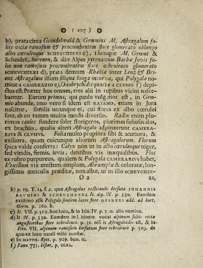 b), prata circa Grindelwald & Gtmmius Ad. Aflragalum fo¬ liis vici£ ramofum &T procumbentem flore glomerato oblongo albo coeruleoque schevchzeri c) , idemque Ai. Gemmi & Scheidek, Surenen, & aliae Alpes pyrenaicum Barbae Jovis fo¬ lio non ramofum procumbentem flore ocbroleuco glomerato schevchzeri d), prata demum Rbcetice inter Lenz & Bri- enz Aflragalum illum fili qua longa incurva, qui PolygaU no¬ mine a camerario Q),Onobrjcbidis quart£ a clvsio f) depi- dus eft. Praeter hos omnes, tres alii in rupibus vicini nafce- bantur. Eorum primus, qui paulo vulgatior eft , in Gem- mio abunde, imo vero fi idem eft rajano, etiam in Jura nafcitur, fimilis utcunque ei, cui flores ex albo coerulei firnt, ab eo tamen multis modis diverfus. Radix enim plu¬ rimos caules fundere folet florigeros, plurimas foliofasalas, ex brachiis, qualia alteri Aftragalo adpinxerunt camera- rivs & clvsivs. Folia multo propiora fibi & acutiora, <Sc exiliora, quam cuicunque aliorum Aflragalorum.. Florum fpica valde conferta: Calyx non ut in albo coeruleoque niger, fed viridis, firmis, levis, dentibus vix inaequalibus* Flos ex rubro purpureus, qualem & Polygala camerarivs habet, JAexillum vix eredum amplum, AU amplae & coloratae, lon- gifllmis auriculis praedita^ non albae, ut in illo schevchze- 0 2 RI, ;b) p. 19. T. 14. £ 2. quae Aftr agatur yeBicaulir birfuta johAnnis bavhini & schevchz erj./f. alp. IV. p. 330. Eamdem £xiftimo efle Polygalp jimilem luteo flore g eskeri add. ad bort* Geym. p. 260. b. c) lt\ VII. p. 519. hoc loco, & in Itin.lV, p. 3 ;©. alio nomine. d) It IV. p. 3 3,0. Eumdem in I. itinere, vocat alpinum foliir vici* anguflioribur flore ocbroleuco. p. 31. ni(i is Aflragaloider eft, & in Itin. VII. alpinum ramofum hirfutum flore ocbroleuco p. ^09. de quo ex loco natali mihi conftat. e) In matth. Epit. p. 929. bon. ic. f) Pann.jij, biflor, p, ccxl.