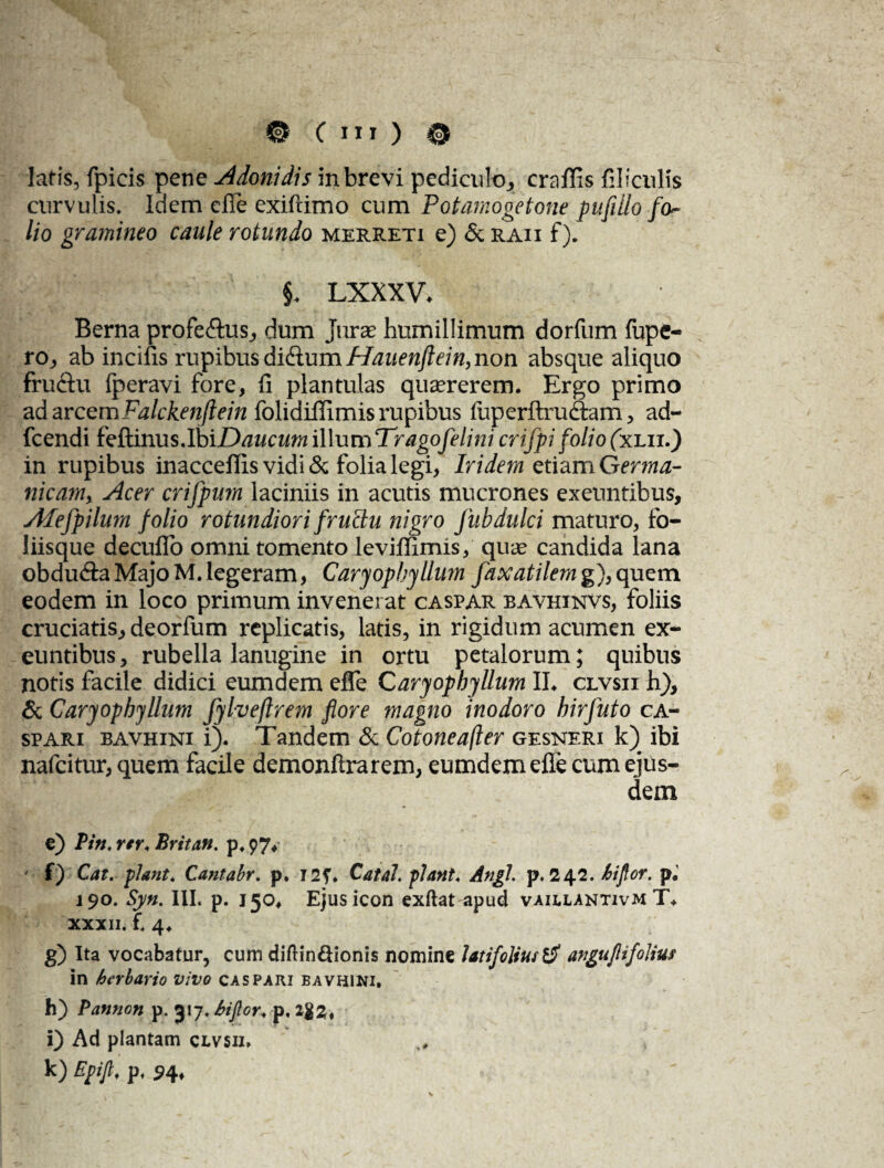 latis, fpicis pene Adonidis in brevi pediculo., craftis filiculis curvulis. Idem cfle exifrimo cum Potamogetone pufilio fo¬ lio gramineo caule rotundo merreti e) & raii f). §♦ LXXXV- Berna profe&us, dum juras humillimum dorfum fupe- rOj, ab incifis rupibus di&um Hauenftein, non absque aliquo fru&u fperavi fore, fi plantulas quaererem. Ergo primo ad arcemFalckenftein folidiffimis rupibus ftiperftruftam, ad- fcendi fe&inusAbiDaucum illum Trago felini crifpi folio (xlii.) in rupibus inacceffis vidi & folia legi, Iridem etiam Germa¬ nicam, Acer crifpum laciniis in acutis mucrones exeuntibus, Afefpilum folio rotundiori fruclu nigro fubdulci maturo, fo¬ liisque decuflo omni tomento leviffimis, quas candida lana obdu&aMajo M.legeram, Caryophyllum faxatilemg),quem eodem in loco primum invenerat caspar bavhinvs, foliis cruciatis, deorfum replicatis, latis, in rigidum acumen ex¬ euntibus , rubella lanugine in ortu petalorum; quibus notis facile didici eumdem effe Caryophyllum II. clvsii h), & Caryophyllum fylveftrem flore magno inodoro hirfuto ca- spari bavhini i). Tandem & Cotoneafler gesneri k) ibi nafcitur, quem facile demonftrarem, eumdem efle cum ejus¬ dem e) Pin♦ w. Britan. p. 97, f) Cat. piant. Cantabr. p, 129. Catal. piant. Angi. p.242. hiflor. p, 190. Syn. III. p. 1504 Ejus icon exftat apud vaillantivm T. xxxii. f. 4. g) Ita vocabatur, cum diftin&ionis nomine latifoliusanguflifolius in herbario vivo caspari bavhini. h) Patmon p. 317. hijlor. p. i) Ad plantam clvsii, k) Epijl. p, 94,