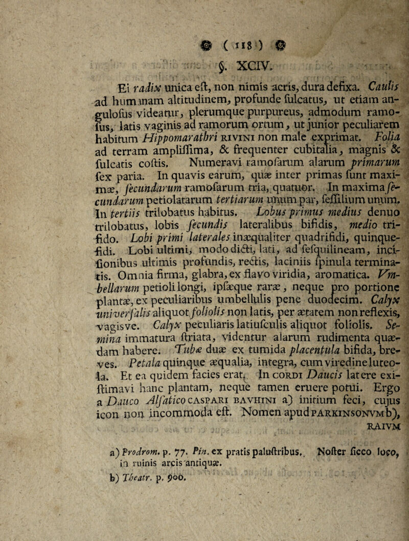 §. XCIV. Ei radix unica eft, non nimis acris, dura defixa. Caulis ad humanam altitudinem, profunde fulcatus, ut etiam an- gulofus videamr, plerumque purpureus, admodum ramo- fus, latis vaginis ad ramorum ortum , ut junior peculiarem habitum Hippornaratbri rivini non male exprimat, Folia ad terram ampliifima, & frequenter cubitalia, magnis & fulcads coftis. Numeravi ramofarum alarum primarum fex paria. In quavis earum, quae inter primas funt maxi¬ ma fecundarum ramofarum tria, quatuor. In maxima fe¬ cundarum petiolatarum tertiarum unum par, fefllliumunum. In tertiis trilobatus habitus. Lobus primus medius denuo trilobatus, lobis fecundis lateralibus bifidis, medio tri¬ fido. Lobi primi laterales inaequaliter quadrifidi, quinque- ■fidi. Lobi ultimi, modo didi, lati, ad fefquilineam, inci- fionibus ultimis profundis, redis, laciniis fpinula termina¬ tis. Omnia firma, glabra, ex flavo viridia, aromatica. Vm- bellarum petioli longi, ipfaeque rarae, neque pro portione planta’, ex peculiaribus umbellulis pene duodecim. Calyx univerfalis aliquot foliolis non latis, per aetatem non reflexis, vaqisve. Calyx peculiaris latiufculis aliquot foliolis. Se¬ mina immatura ftriata, videntur alarum rudimenta quae¬ dam habere. Tub<e duae ex tumida placentula bifida, bre¬ ves. Petala quinque aequalia, integra, cum viredineluteo¬ la. Et ea quidem facies erat. In cordi Daucis latere exi- ftimavi hanc plantam, neque tamen eruere potui. Ergo a Dauco Alfaticocaspari bavhini a) initium feci, cujus icon non incommoda eft. Nomen apudparkinsonvmb), RAIYM a) frodrom. p. 77.Pin. ex pratis paluitribus,. Nofter licco loco, ia ruinis arcis antiqus. b) Theatr. p, 900.