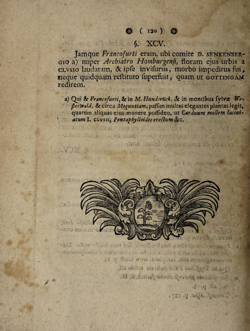 ® C 120): ® §. xcv. Jamque Francofurti eram, ubi comite d. seneetstber.- gio a) nuper Archiatro Homburgenfi, floram ejus urbis a clvsio laudatam, & ipfe invifurus, morbo impeditus fui, neque quidquam reftituto fuperfuit, quam ut gottingam: redirem. a) Qui & Francofurti, & in M. Hundrriick, Sc in montibus fylvse We-, flerXvald, & circa Moguntiam, paflim multas elegantes plantas Jegit, quarum aliquas eius munere poflideo, ut Carduum mollem lacini* ' atumU clvsii, Pentajfhylloidcsereclum&cc. e