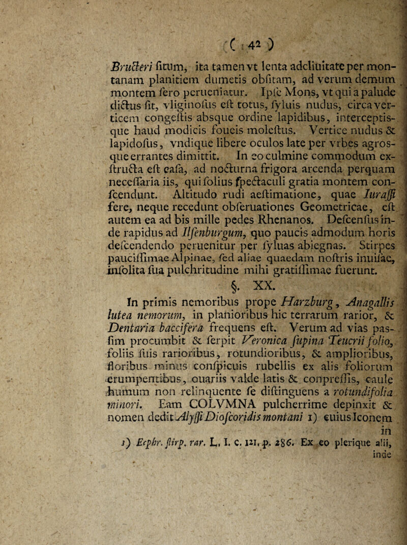 Bructeri fitum, ita tamen vt lenta adclitiitateper mon¬ tanam planitiem dumetis obfitam, ad verum demum montem fero perueriiatur. Ipfe Mons, vt qui a palude diftus fit, vliginofus eft totus, fyluis nudus, circa ver¬ ticem congeftis absque ordine lapidibus, interceptis- que haud modicis foueis moleftus. Vertice nudus & lapidofus, vndique libere oculos late per vrbes agros¬ que errantes dimittit. In eo culmine corrmiodum ex- ftmfta eft eafa, ad no&urna frigora arcenda perquam neceffaria iis, quifolius fpe&aculi gratia montem con- fcendunt. Altitudo rudi aeftimatione, quae Iuraffi fere, neque recedunt obferuationes Geometricae, eft autem ea ad bis mille pedes Rhenanos. Defcenfusin- de rapidus ad Ilfenburgum, quo paucis admodum horis defcendenclo peruenitur per lyluas abiegnas. Stirpes pauciffimae Alpinae, fed aliae quaedam noftris inuilae, infolita fua pulchritudine mihi gratiflimae fuerunt. XX. In primis nemoribus prope Harzburg, Anagallis lutea nemorum, in planioribus hic terrarum rarior, & Dentaria baccifera frequens eft. Verum ad vias pas- fim procumbit & ferpit Veronica fupina Teucrii folio, foliis fuis rarioribus, rotundioribus, &. amplioribus, floribus minus confpicuis rubellis ex alis foliorum erumpentibus, ouariis valde latis &. conpreflis, caule .humum non relinquente fe diftinguens a rotundifoli a minori. Eam COLVMNA pulcherrime depinxit & nomen dedit AlyjfiDiofcoridis montani i) cuius Iconem . ' ■'V - in i) Ecpbr. jlirp, rar. L» I. C, imp. z%6. Ex eo plerique a!ii, inde i