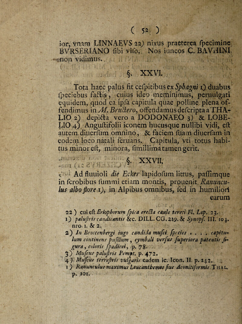 ( 5»; ) ior, vnam LINNAEVS 22} nixus praeterea fpecimine BVRSERIANO fibi vifo. Nos iuncos C. BAViilNI, non vidimus. ' : §. XXVI. Tota haec palus fit cefpitibus ex Sphagni x) duabus ipeciebus faftis, cuius ideo meminimus, peruulgati equidem, quod ea ipfa capitula quae polline plena of¬ fendimus in Af. Bructero, offendamus defcripta a THA- LlO 2) deplfta vero a DODONAEO 3) & LOBE- LIO 4) Anguftifolii iconem hucusque nullibi vidi, eft autem diuerfum omnino, & faciem fuam diuerfam in eodem loco natali feruans. Capitula, vti totus habi¬ tus minor eft, minora, fimillima tamen gerit. §. XXVII. >>:•[ ucfhji.J/i- X ‘ . _ * ■ ■ ' .y. \ C: •• '• Adfluuioli die Ecker lapidofum littus, paffimque in fcrobibus fummi etiam montis, prouenit Ranuncu¬ lus albo flore 1), in Alpibus omnibus, fed in humiliori earum 22 ) cui efl Eriop horum fpica evecla caule tereti FI. Lap. 23. 1) palujlris candicantis &c. DILL. CG. 2*?. Synopfi III. 104. nro. 1. &■ 2. 2) In Broccenhergi iugo candida mufei fpecies . . . , capitu¬ lum continens piijiUum , cymbali verfus fuperiora patentis fi¬ gura , coloris fpadicei, p. 78. 3 ) Mufcus palujlris Pempt. p. 472. 4 ) Mufcus ferrejlris vulgaris taciem ic. Icon. II. p. 242♦ .. 1 ) Ranunculus maximus Leucantbemos fiue Aconitiformis Thal. p. 101,