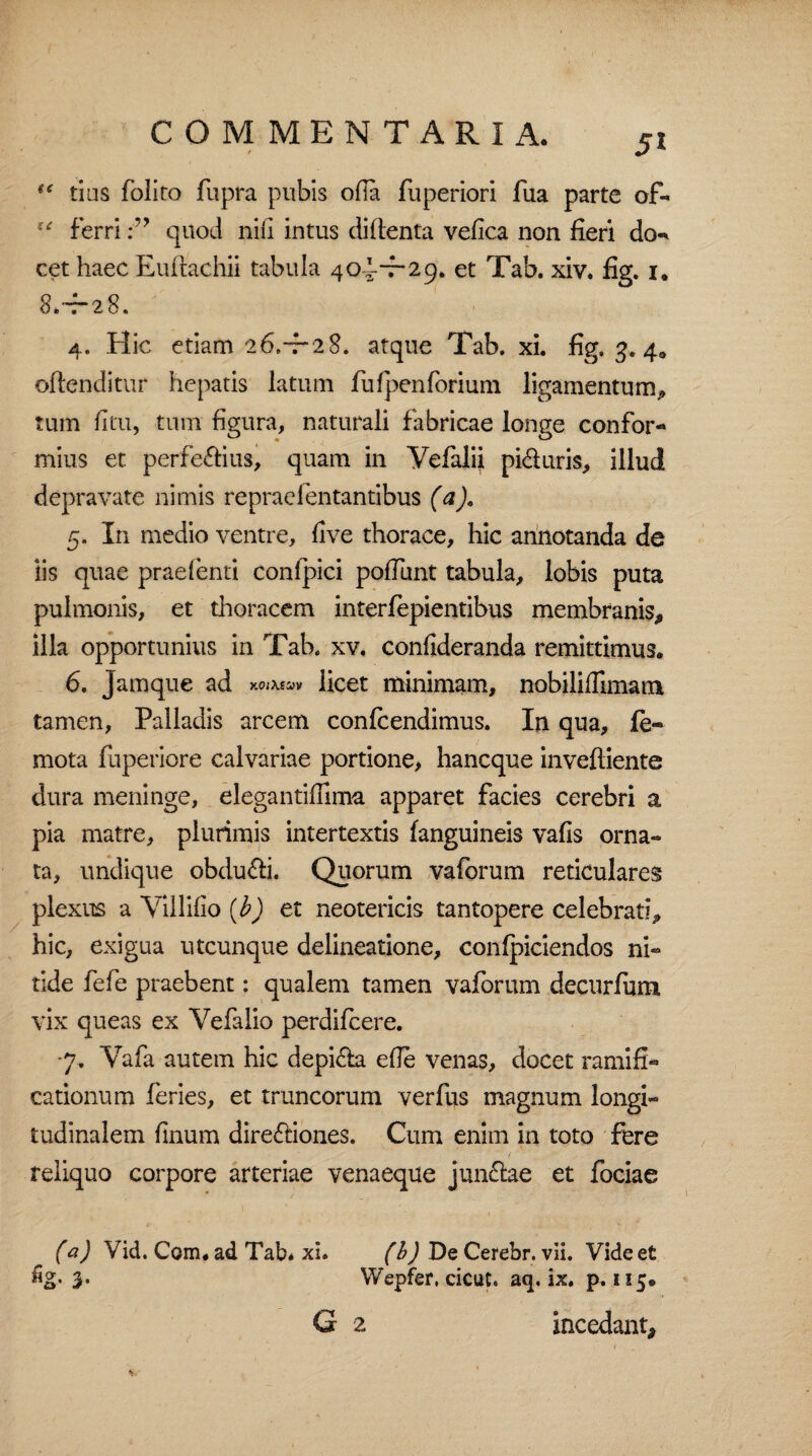 COMMENTARIA. 5* (< tius foliro fupra pubis ofia fuperiori fua parte of« ,e ferriquod nifi intus dildenta vefica non fieri do«* cet haec Euftachii tabula 40^-7-2et Tab. xiv. fig. i. 8.-T-28. 4. Hic etiam 26.-7-28. atque Tab. xi. fig, 3. 4* offenditur hepatis latum fufpenforiuin ligamentum-» tum dtu, tum figura, naturali fabricae longe confor- mius et perfe&ius, quam in Vefalii pi&uris, illud depravate nimis repraefentantibus (aja 5. In medio ventre, fi ve thorace, hic annotanda de iis quae prae lenti conlpici pofiimt tabula, lobis puta pulmonis, et thoracem interfepientibus membranis* illa opportunius in Tab. xv. confideranda remittimus. 6. Jamque ad x.oi\evv licet minimam, nobiliffimam tamen, Palladis arcem confcendimus. In qua, (e- mota fuperiore calvariae portione, hancque inveftiente dura meninge, elegantiffima apparet facies cerebri a pia matre, plurimis intertextis (anguineis vafis orna¬ ta, undique obdu£fi. Quorum vaforum reticulares plexus a Yiilifio {b) et neotericis tantopere celebrati* hic, exigua utcunque delineatione, confpiciendos ni¬ tide fefe praebent: qualem tamen vaforum decurfum vix queas ex Vefalio perdifcere. -7. Vafa autem hic depi&a efie venas, docet ramifi* cationum feries, et truncorum verfus magnum longi¬ tudinalem linum dire&iones. Cum enim in toto fere ' i reliquo corpore arteriae venaeque jun£tae et fociae (a) Vid. Com.ad Tab* xi. (b) De Cerebr. vii. Videet %• 3. Wepfer, cicut. aq. ix. p. 115®