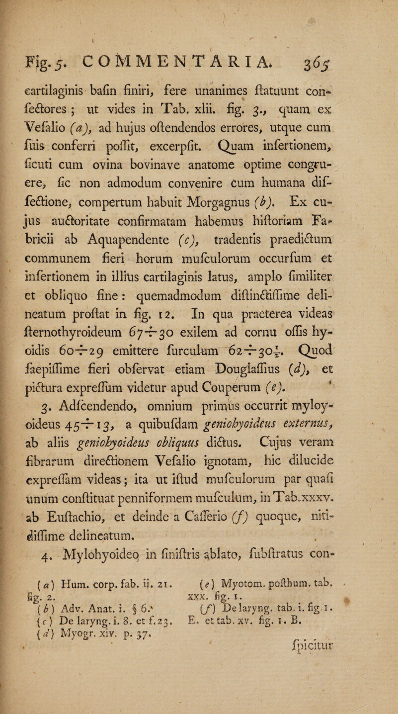 1 Fig. 5. C O M MENTARIA. 365 cartilaginis bafin finiri, fere unanimes flatuunt con* feCtores ; ut vides in Tab. xlii. fig. 3., quam ex Vefalio (a), ad hujus oftendendos errores, utque cum fuis conferri poffit, excerpfit. Quam infertionem, ficuti cum ovina bovinave anatome optime congru¬ ere, fic non admodum convenire cum humana difi- feCtione, compertum habuit Morgagnus (b). Ex cu¬ jus auCtoritate confirmatam habemus hifioriam Fa¬ bricii ab Aquapendente (c), tradentis praedirum communem fieri horum mulculorum occurfum et infertionem in illius cartilaginis latus, amplo fimiliter et obliquo fine: quemadmodum diftinCtiffime deli- neatum proflat in fig. 12. In qua praeterea videas fternothyroideum 67-7-3 o exilem ad cornu offis hy- oidis 60-7-29 emittere furculum 62-f-304. Quod iaepiffime fieri obfervat etiam Dougiaffius (d), et pictura exprefium videtur apud Couperum (e). 3. Adfcendendo, omnium primus occurrit myloy- oideus 45-f-13, a quibufdam geniohyoideus externusf ab aliis geniohyoideus obliquus diCtus. Cujus veram fibrarum directionem Vefalio ignotam, hic dilucide cxpreflam videas; ita ut iftud mufculorum par quali unum conflituat penniformem mufculum, inTab;xxxv. ab Euftachio, et deinde a Cafierio (f) quoque, niti- diffime delineatum. 4. Mylohyoideo in finiftris ablato, fubftratus con- ( a) Hum. corp. fab. ii. 21. (e) Myotom. pofthum. tab. - fig. 2. XXX. fig. I. (6) Adv. Anat. i. § 6.v (/) Delaryng. tab. i. fig 1. (c) De laryng.i. 8. et f.23. E. ettab.xv. fig. 1. B. {,/) Myogr.xiv. p. » • ' Ipicitur