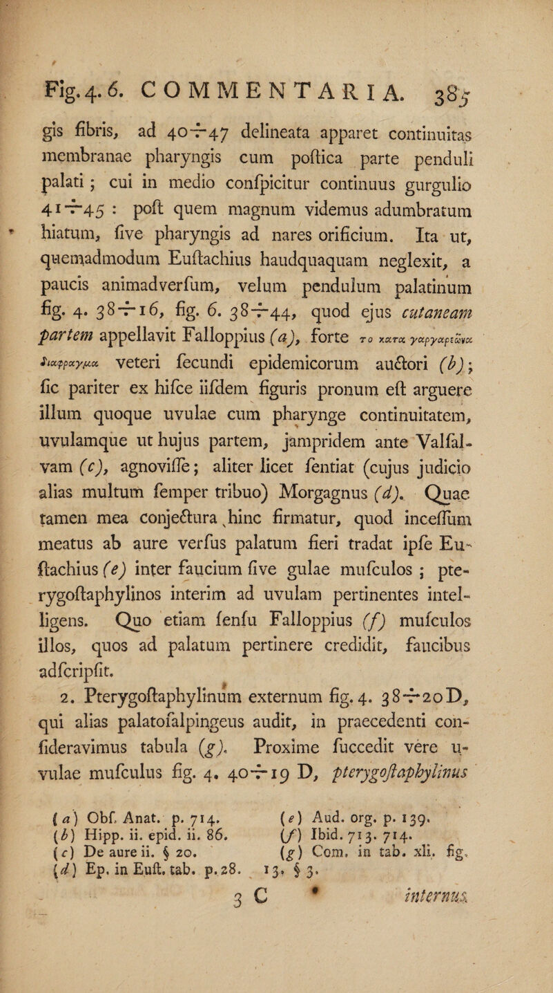 gis fibris, ad 40-7-47 delineata apparet continuitas membranae pharyngis cum poftica parte penduli palati; cui in medio confpicitur continuus gurgulio 41-7-45 : poft quem magnum videmus adumbratum hiatum, five pharyngis ad nares orificium. Ita ut, quemadmodum Euftachius haudquaquam neglexit, a paucis animadverfum, velum pendulum palatinum fig* 4* fig. 6. 3 8-—44, quod ejus cutaneam partem appellavit Falloppius (a), forte to xxTot yxpyctptuycc Si^pxy^cc veteri fecundi epidemicorum au&ori (b)\ fic pariter ex hifce iifdem figuris pronum eft arguere illum quoque uvulae cum pharynge continuitatem, uvulamque ut hujus partem, jampridem ante Valfal- vam (c), agnovifie; aliter licet fentiat (cujus judicio alias multum femper tribuo) Morgagnus (d). Quae tamen mea conje&ura vhinc firmatur, quod incefium meatus ab aure verfus palatum fieri tradat ipfe Eu¬ ftachius (e) inter faucium five gulae mufculos; pte» rygoftaphylinos interim ad uvulam pertinentes intel- ligens. Quo etiam fenfu Falloppius (f) mufculos illos, quos ad palatum pertinere credidit, faucibus adfcripfit. $ _ ___ 2. Pterygoflaphylinum externum fig. 4. 38~r20D, qui alias palatofalpingeus audit, in praecedenti con- fideravimus tabula (g).. Proxime fuccedit vere u- vulae mufculus fig. 4. 40-7-19 D, pterygojiaphylinus ( a) Obf Anat. p. 714. {e) Aud. org. p. 139. (6) Hipp. ii. epid. ii. 86. {/) Ibid. 713. 714. {c) De aure ii. § 20. {g) Com, in tab. xli. fig, (d) Ep. in Euii, tab, p.28. 13, § 3, - ' • 3 c * internus.