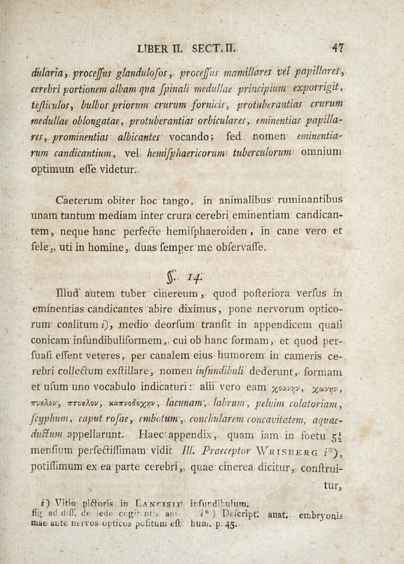 dularia, proce [fu s gtandutofos y prcceffus mamillares vel papillares, 4 « - cerebri portionem albam qua fpinali medullae principium' exporrigit, tejliculos, bulbos priorum crurum fornicis, protuberantias crurum medullae oblongatae, protuberantias orbiculares, eminentias papilla • resr prominentias albicantes vocando; fed nomen eminentia- ■ ) rum candicantium:, vel hemifphaericonmv- tuberculorum omnium optimum effe videtur.- Caeterum obiter hoc tango,, in animalibus ruminantibus unam tantum mediam inter crura cerebri eminentiam candican¬ tem, neque hanc perfefte hemifphaeroiden, in cane vero et fele,, uti in homine ,, duas femper me obfervafle. $ Illud autem tuber cinereumquod pofteriora ver fu s in eminentias candicantes abire diximus , pone nervorum optico¬ rum coalitum i), medio deorfum tranfit in appendicem quali conicam infundibuliformem,, cui ob hanc formam ,, et quod per- fuafi eflent veteres, per canalem eius humorem in cameris ce¬ rebri colleCtum exftillare,- nomen infundibuli dederunt,- formam et ufum uno vocabulo indicaturi:' ahi vero eam xuvrjv, itvtXav, TtTv&kov, HKTrvoioxyv, lacunam,- labrum , pelvim colatoriam, fcyphum, caput rofae,- embolum ,- conchularem concavitatem, aqitae- dubfum appellarunt. Haec'appendix,- quam iam in foetu 5J menfium perfeftilfimam’vidit 11L Praeceptor Wkisberg i*J, potiffimum ex ea parte cerebri,, quae cinerea dicitur,- conftrui- tur. i) Vitio pifloris in Lantisii^ fig ad ds 11'. de ierit- cogir utri- ani¬ mae ante nervos opticos politum eft: infurdibulum; i*) Ducript anat,- embryonis bum, p. 45.