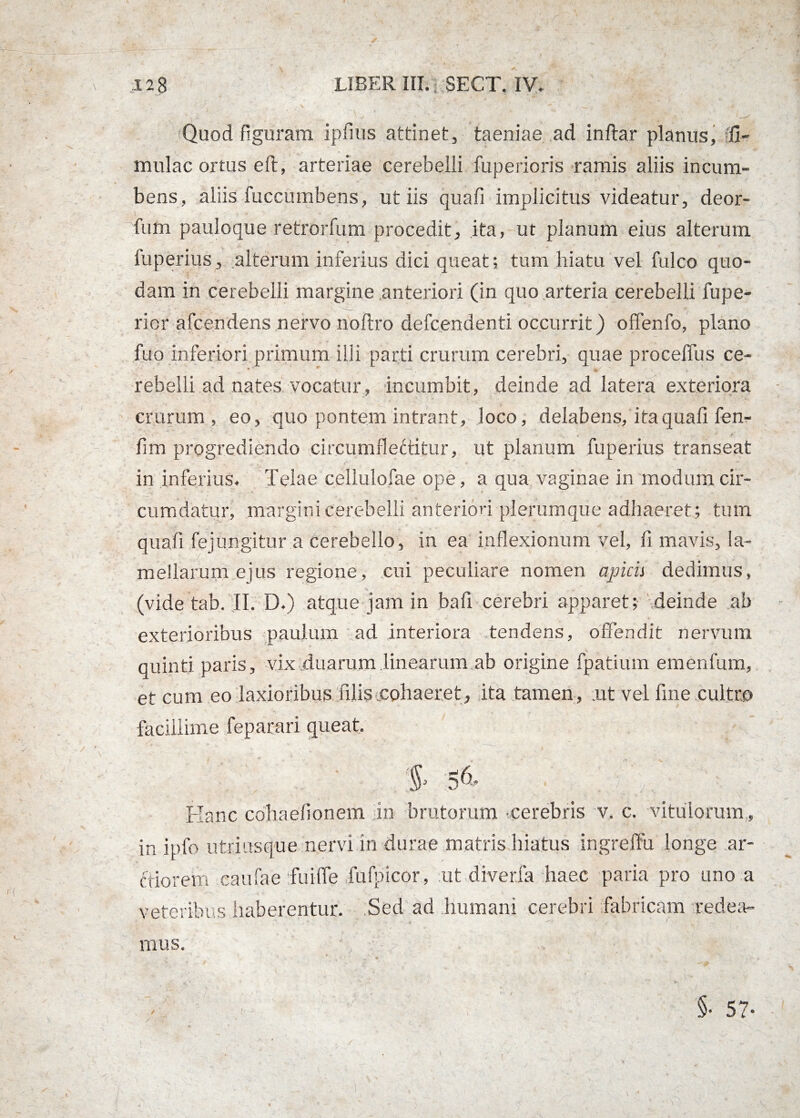 !Quod figuram ipfms attinet, taeniae ad inftar planus, li¬ mulae ortus elt, arteriae cerebelli fuperioris ramis aliis incum¬ bens, aliis fuccumbens, ut iis quafi implicitus videatur, deor- fum paulo que retrorfum procedit, ita, ut planum eius alterum fuperius, alterum inferius dici queat; tum hiatu vel fulco quo¬ dam in cerebelli margine anteriori (in quo arteria cerebelli fu pe¬ rior afeendens nervo noftro defeendenti occurrit) offenfo, plano fuo inferiori primum illi parti crurum cerebri, quae proceffus ce- • ■— j/ rebelli ad nates vocatur, incumbit, deinde ad latera exteriora crurum , eo, quo pontem intrant, loco, delabens, ita quafi fen- fim progrediendo circumflectitur, ut planum fuperius transeat in inferius, Teiae cellulofae ope, a qua vaginae in modum cir¬ cumdatur, margini cerebelli anteriori plerumque adhaeret; tum quali fejungitur a cerebello, in ea inflexionum vel, fi mavis, la¬ mellarum ejus regione, cui peculiare nomen apicis dedimus, (vide tab. II. D.) atque jam in bafi cerebri apparet; deinde ab exterioribus paulum ad interiora tendens, offendit nervum quinti paris, vix duarum linearum ab origine fpatium emenfum, et cum eo laxioribus filis,cohaeret, ita tamen, ut vel fine cultro facillime feparari queat. p S 56- Hanc cohaefionem iin brutorum cerebris v. c. vitulorum , in ipfo utriusque nervi in durae matris hiatus ingreffu longe ar¬ ctiorem caufae ifuifle fulpicor, ut diverfa haec paria pro uno a veteribus haberentur. Sed ad humani cerebri fabricam redea- ' ■ ■ . , 1 l mus.